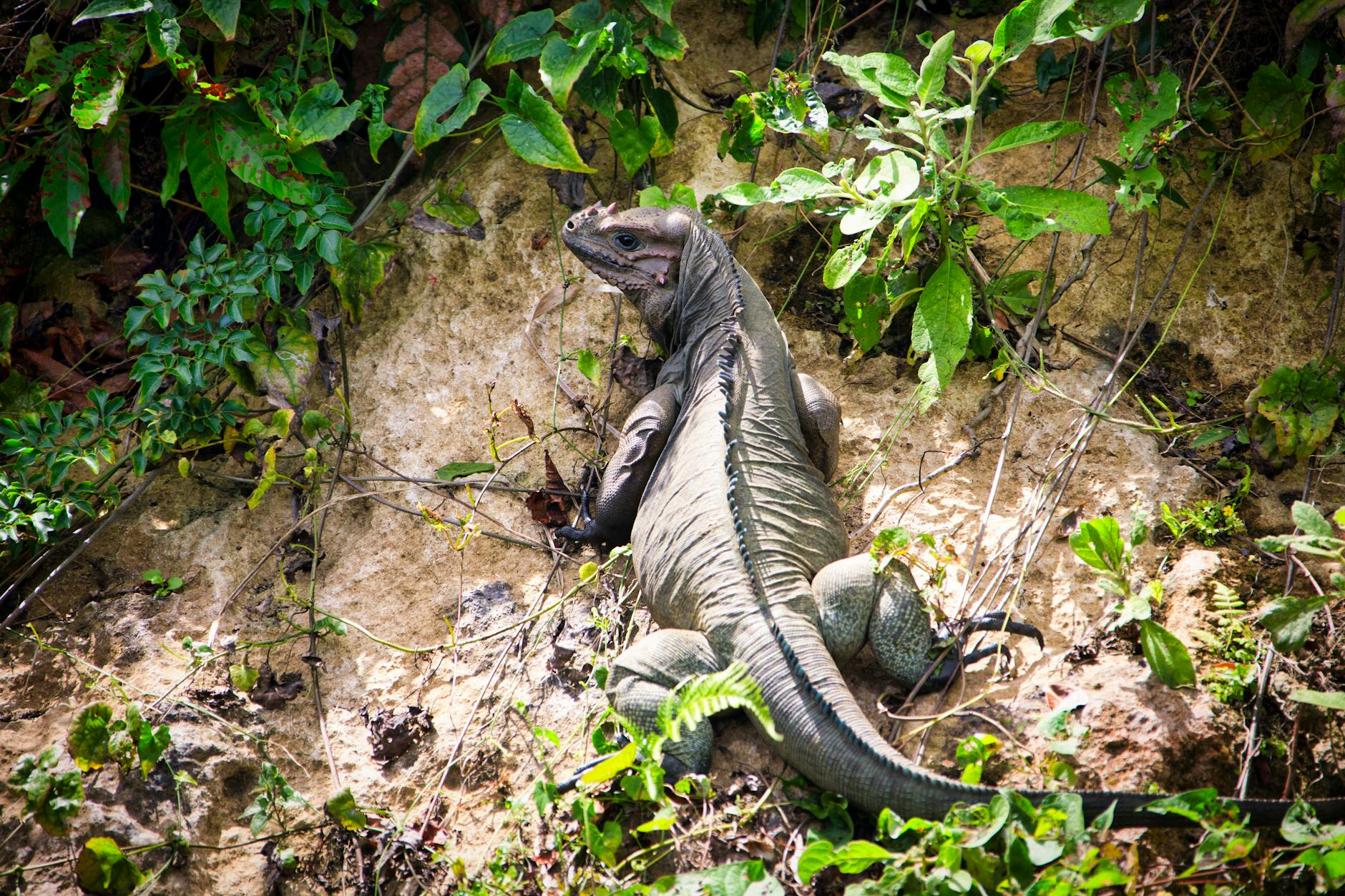 Challenges and Criticisms of the Amyloid Cascade Theory