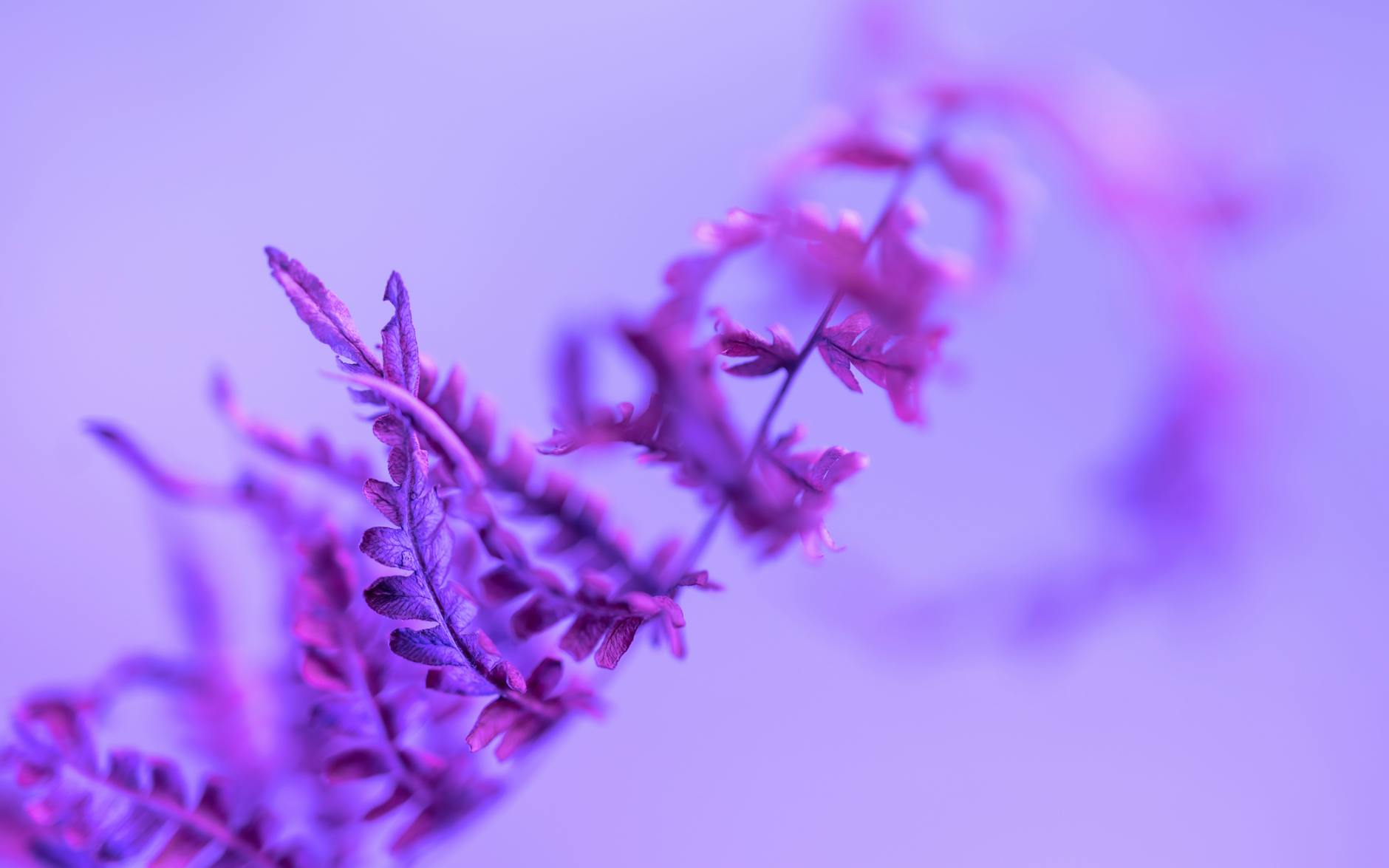 Current FDA-Approved Blood Tests for Alzheimer's Biomarkers