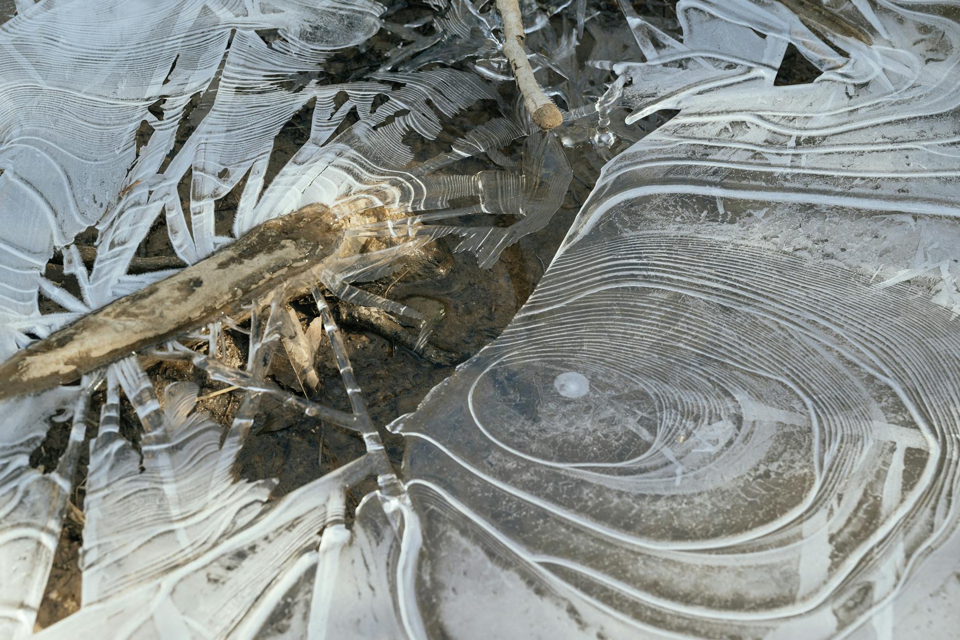 The Compounding Effect of Freezing Episodes