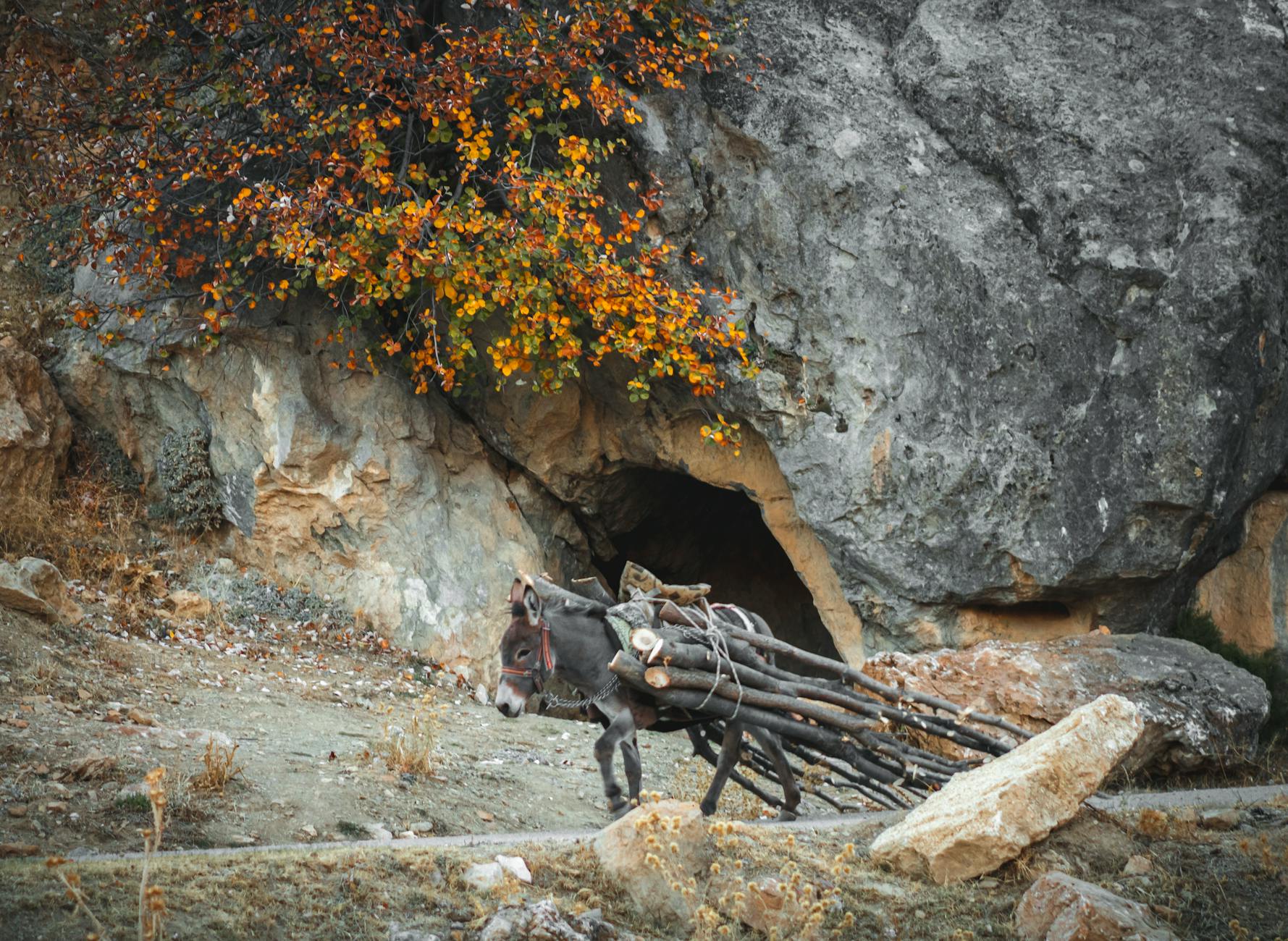 The Hospital Burden: When Falls Become Medical Emergencies