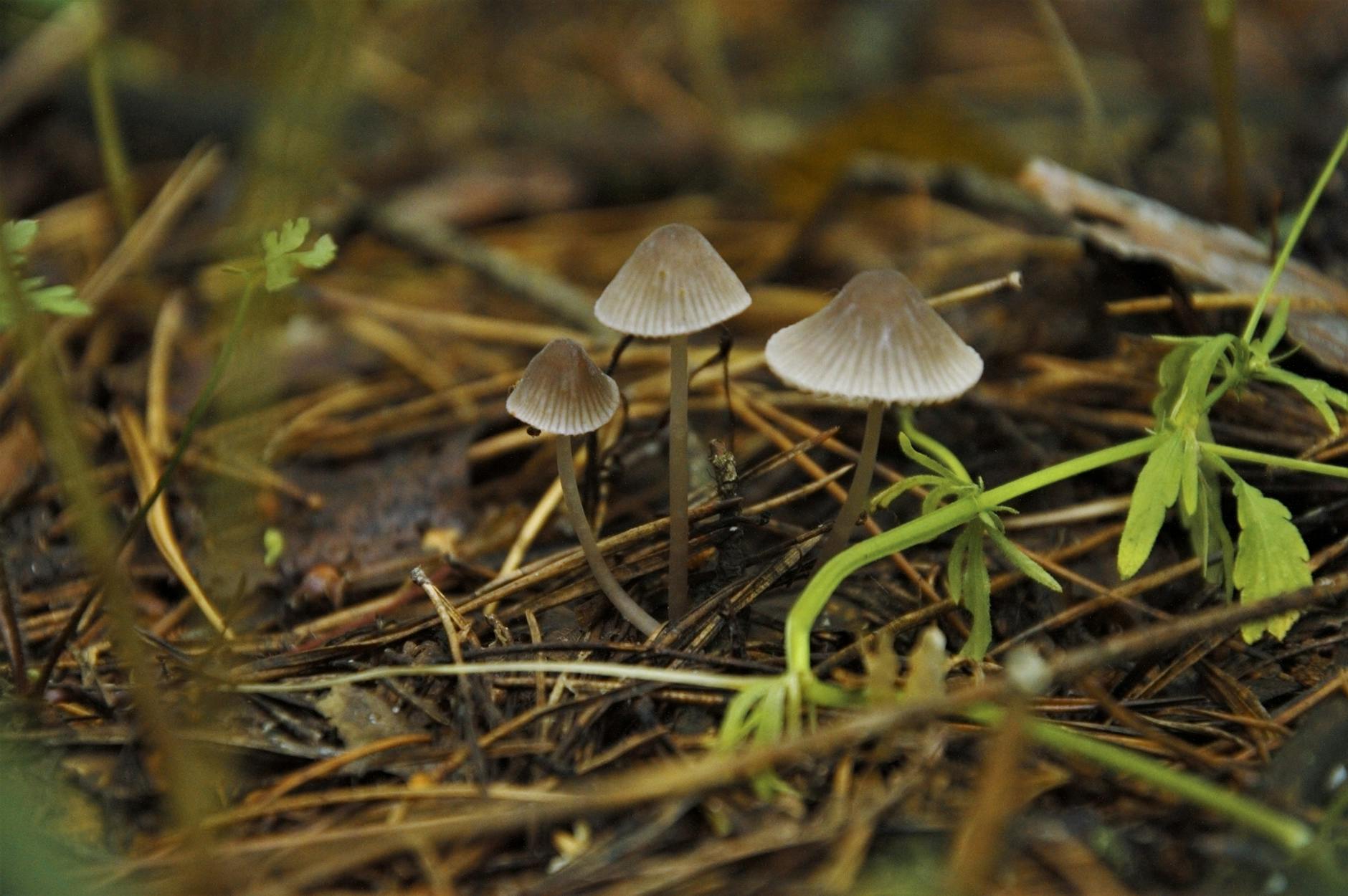 What Causes Synapses to Become Damaged by Amyloid and Release Tau Proteins?