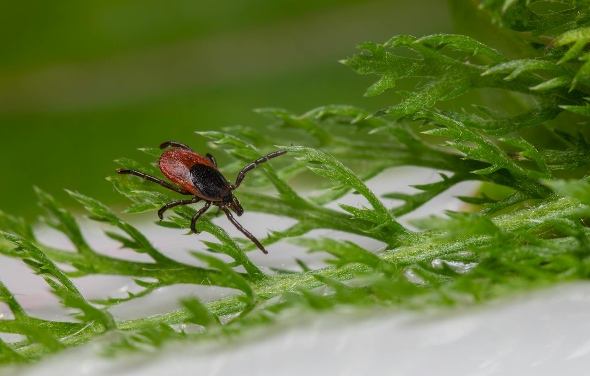 Why Does Parkinson's Disease Lead to So Many Falls?