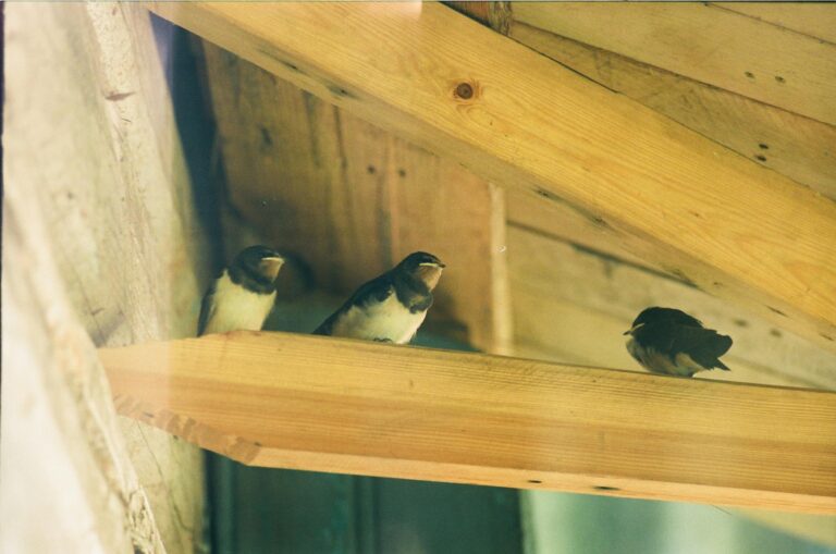 Can dementia cause difficulty swallowing and when does it start - Featured image