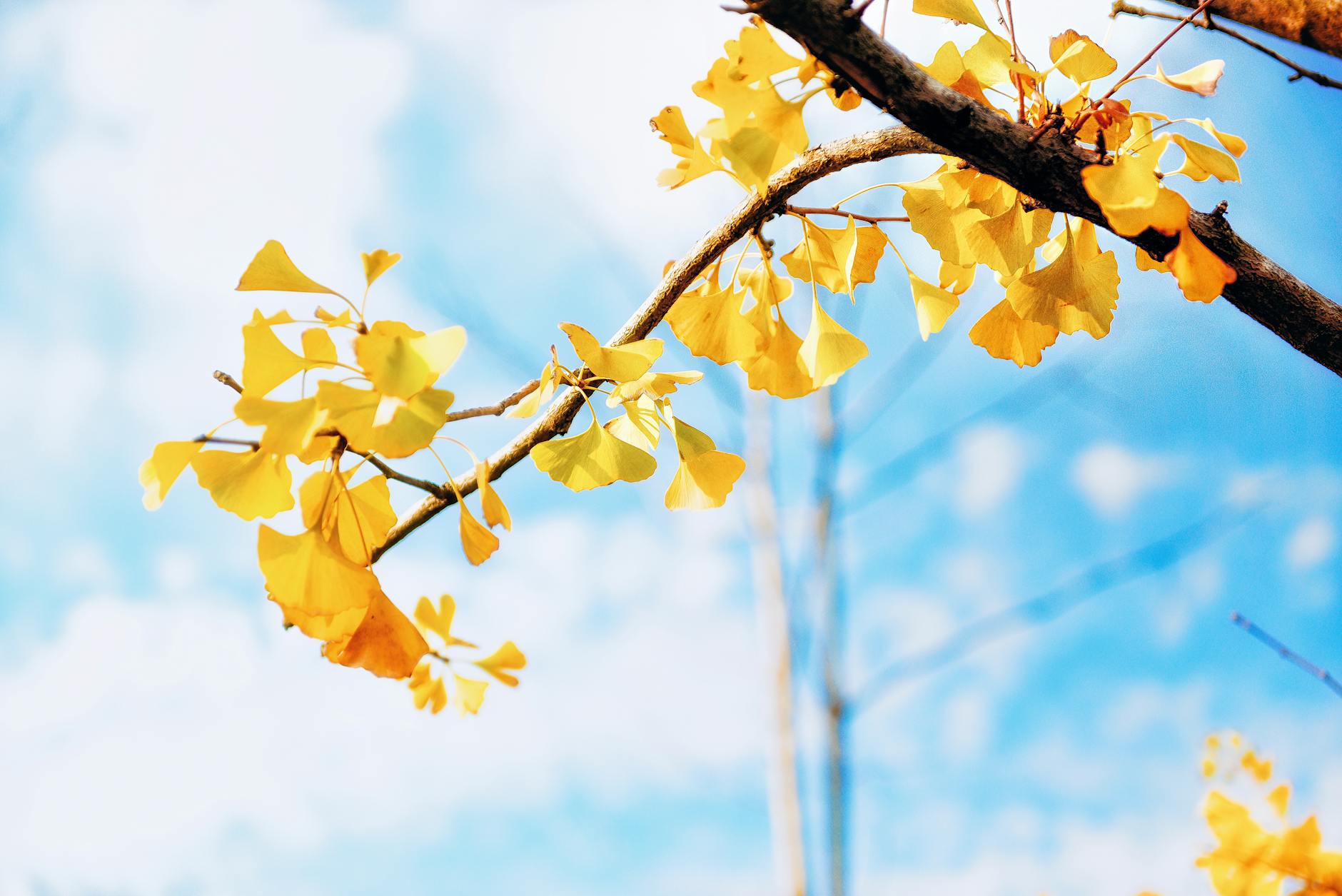 Ginkgo Biloba and Rosemary — What the Evidence Actually Shows