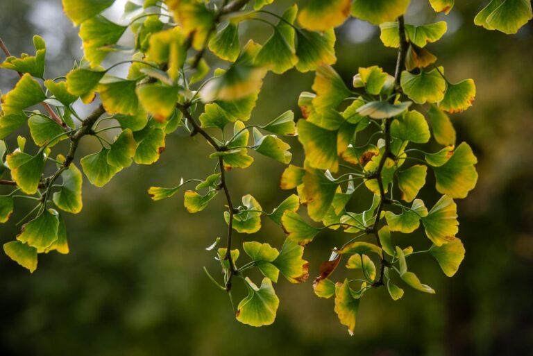 Ginkgo Biloba for Dementia: What the Largest Studies Found - Featured image