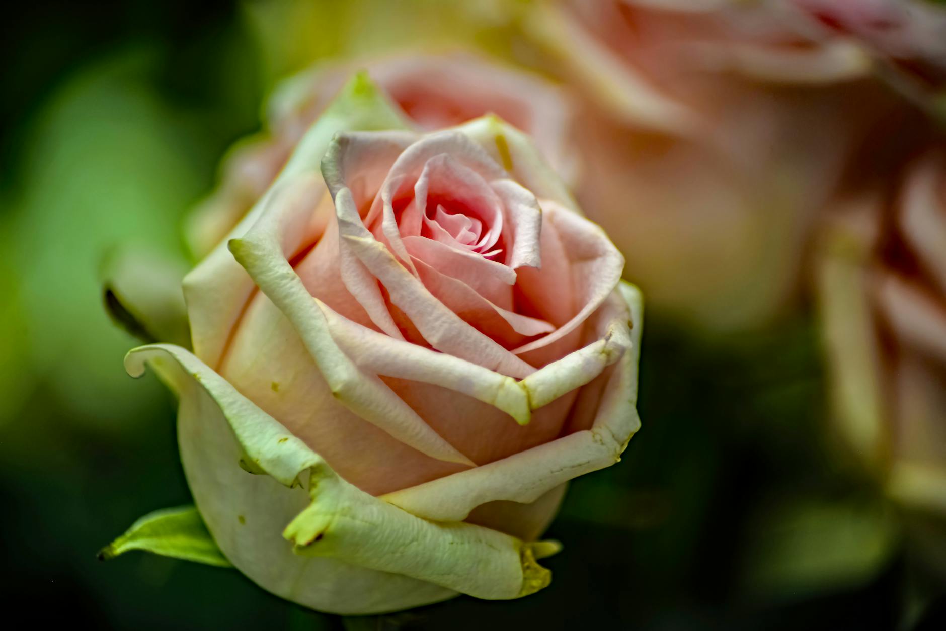 How Does CoQ10 Power Mitochondrial Energy in the Brain?