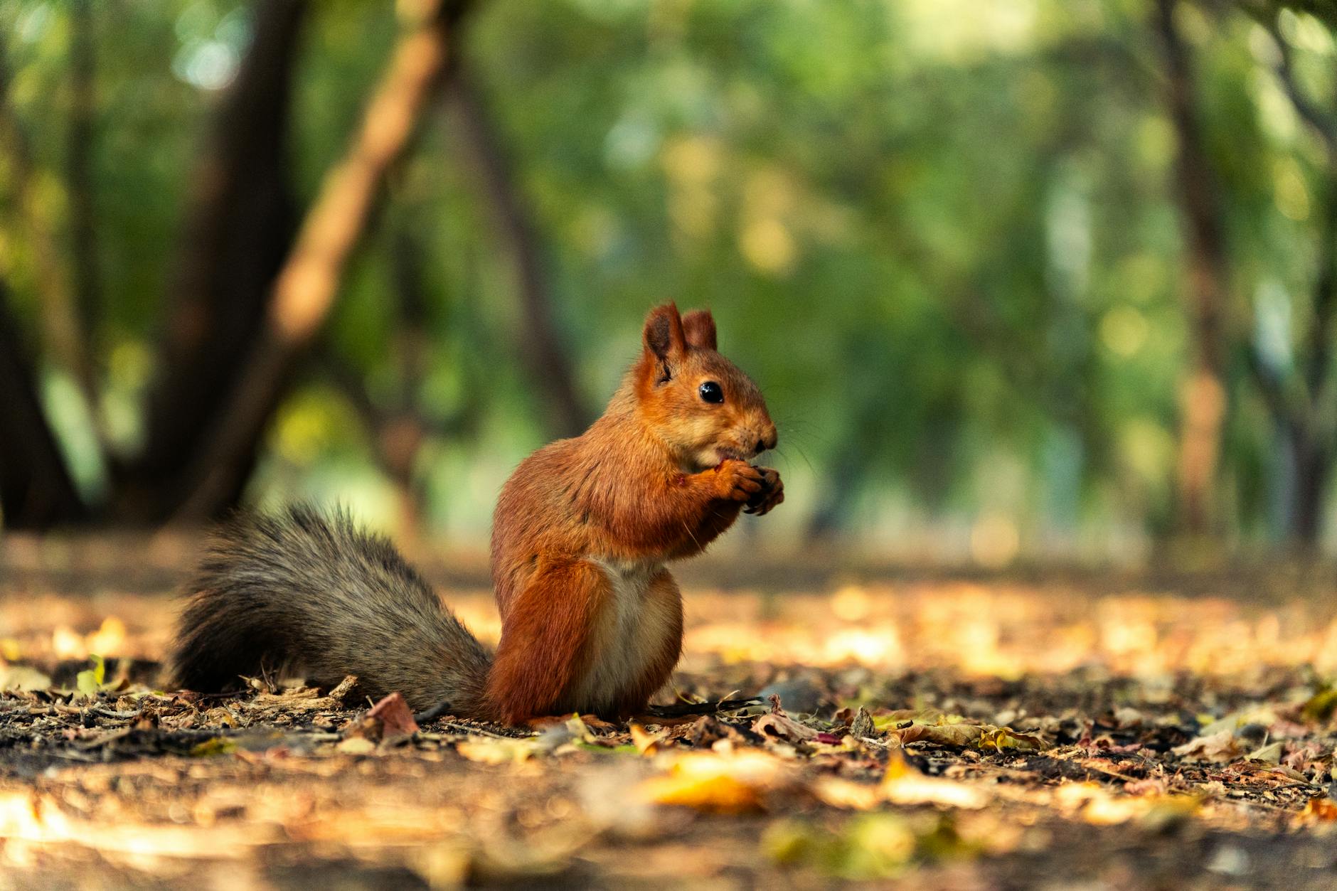 How Does Education Level Influence the Risk and Timing of Dementia?