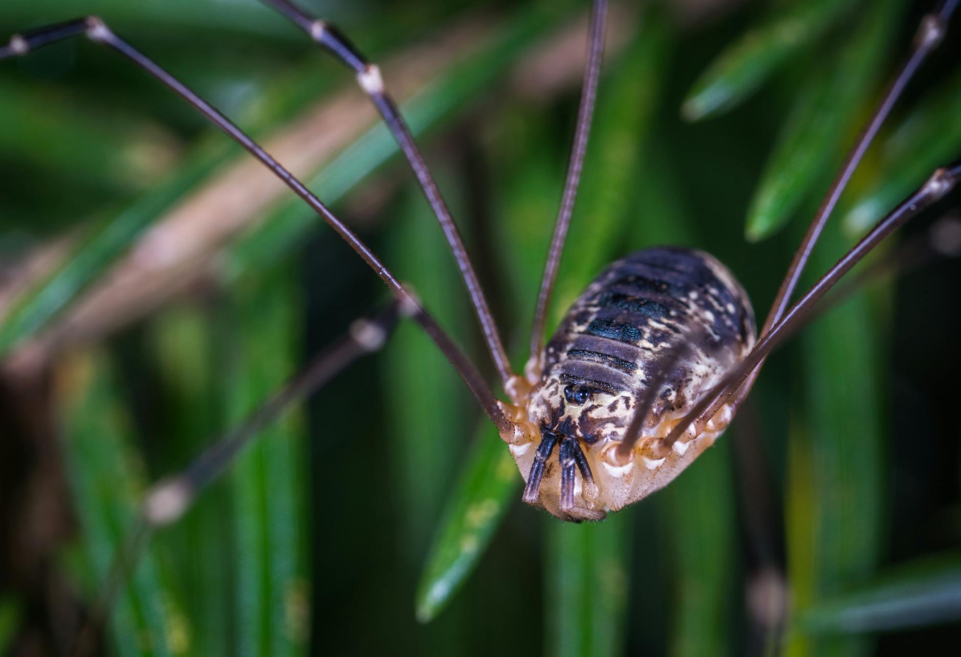 How Long Does It Typically Take to Go from Mild Cognitive Impairment to Dementia?