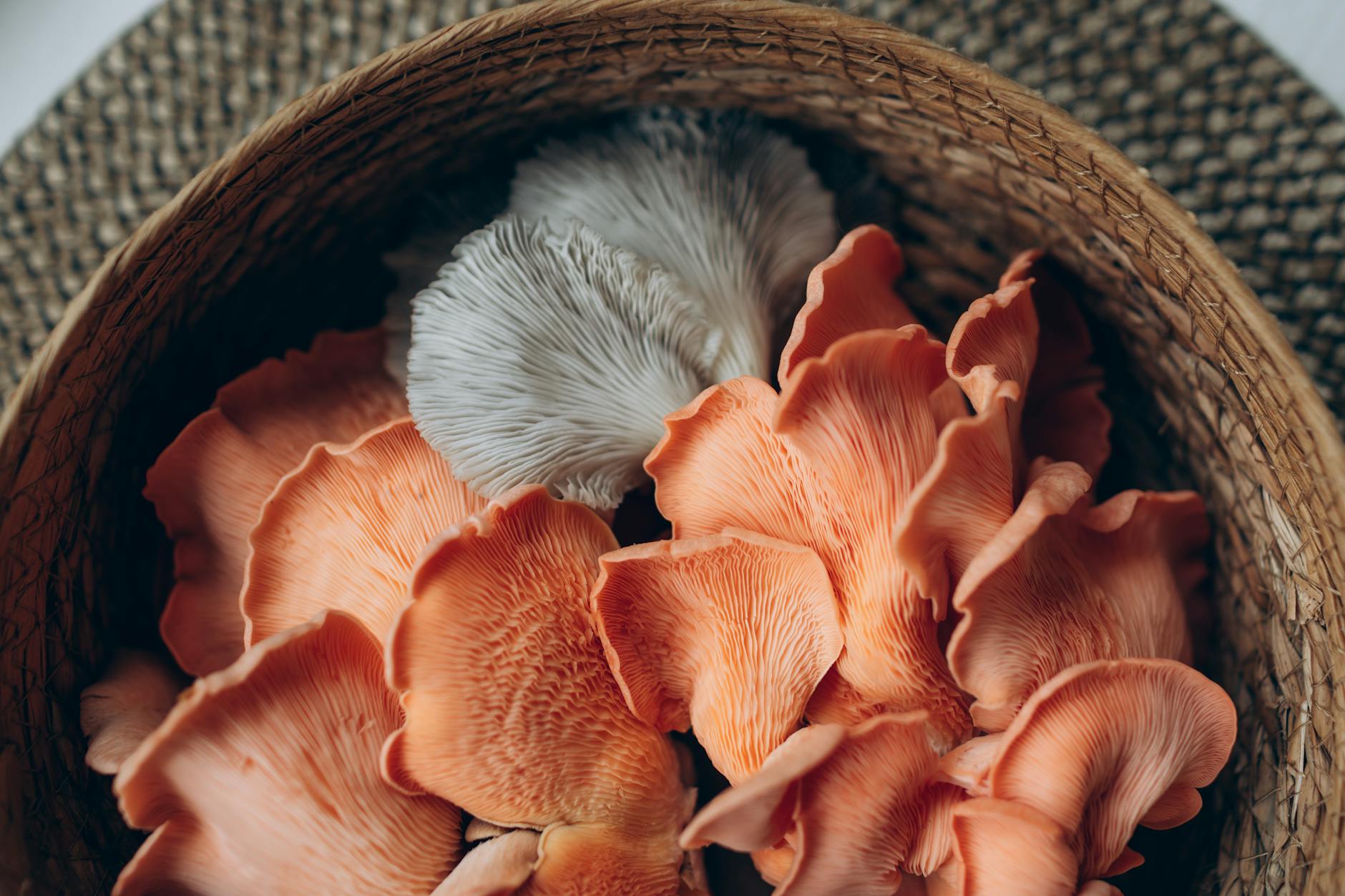 Lion's Mane — The Mushroom With the Strongest Clinical Evidence
