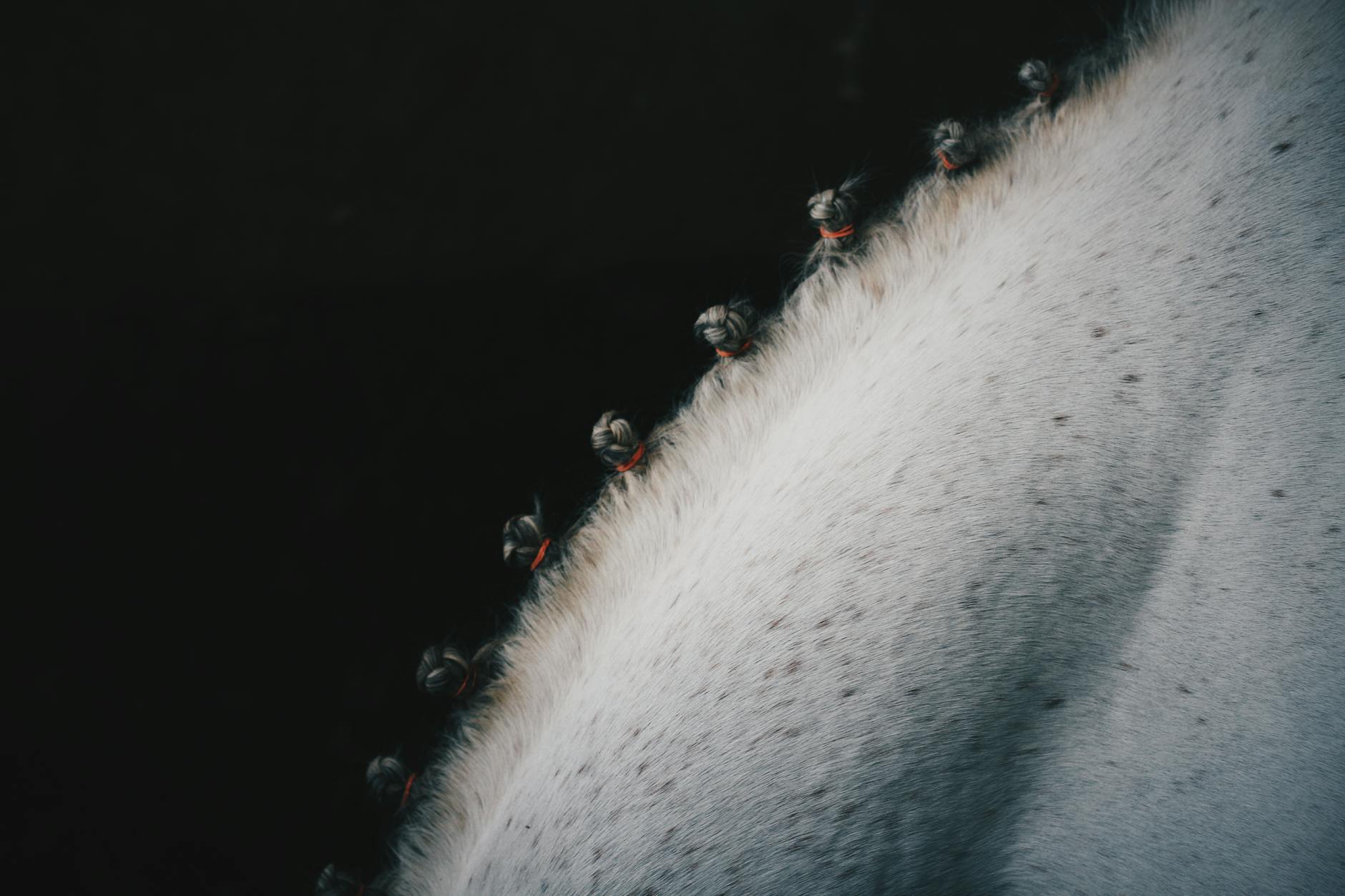 Lion's Mane Versus Other Brain Health Supplements