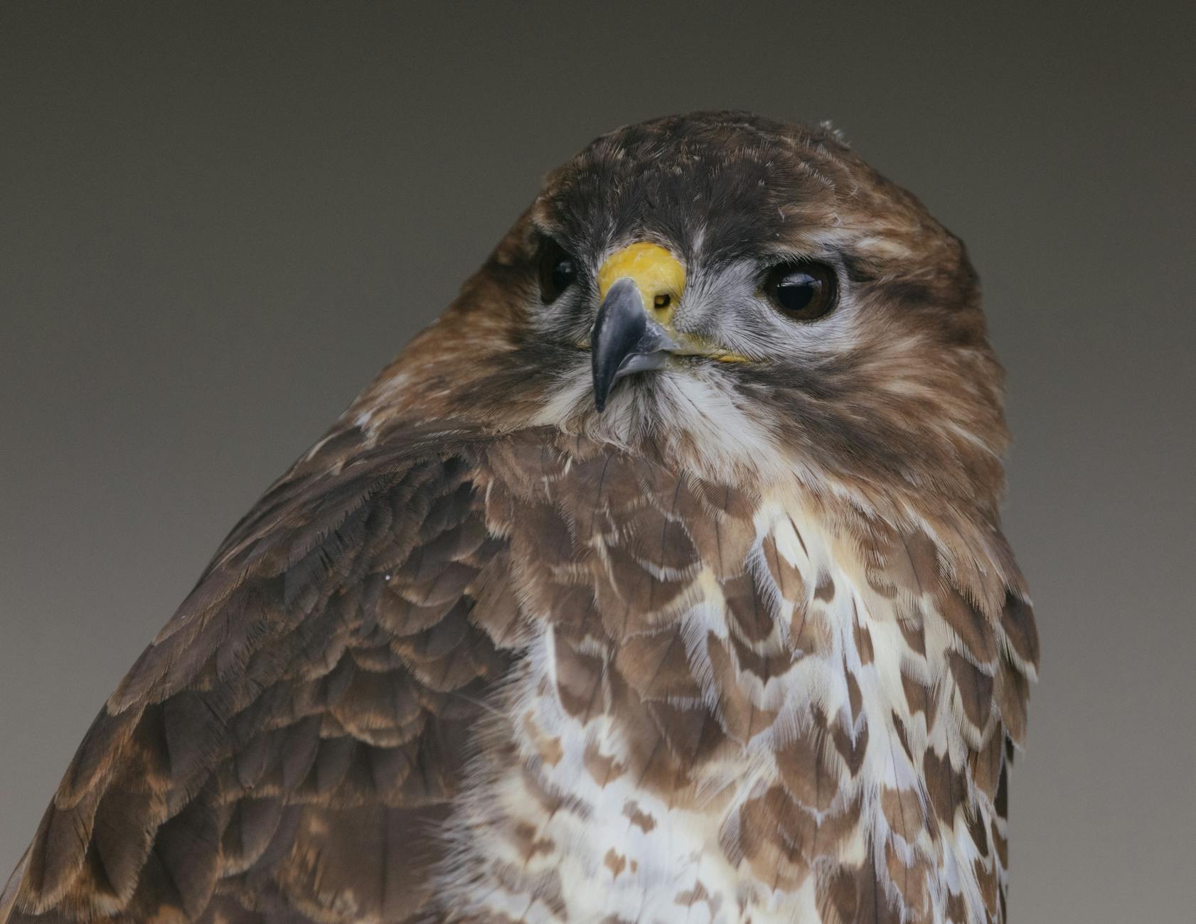 Matching Cushion Features to Common Dementia-Related Challenges