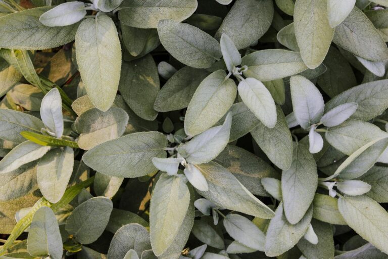 Sage for Alzheimer's: The Herb That May Improve Memory - Featured image