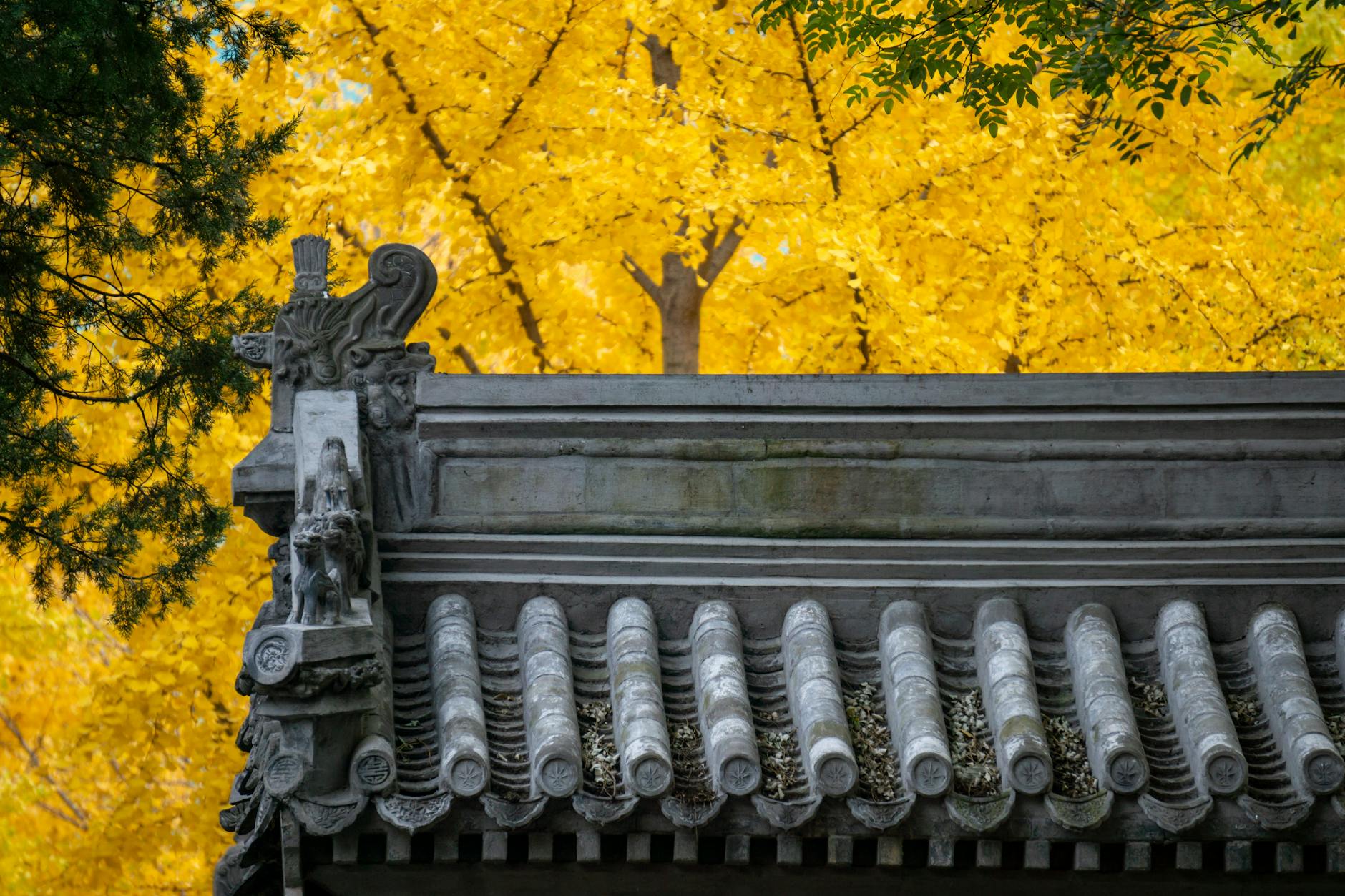 The Ginkgo Biloba Story — A Cautionary Example for the Supplement Industry