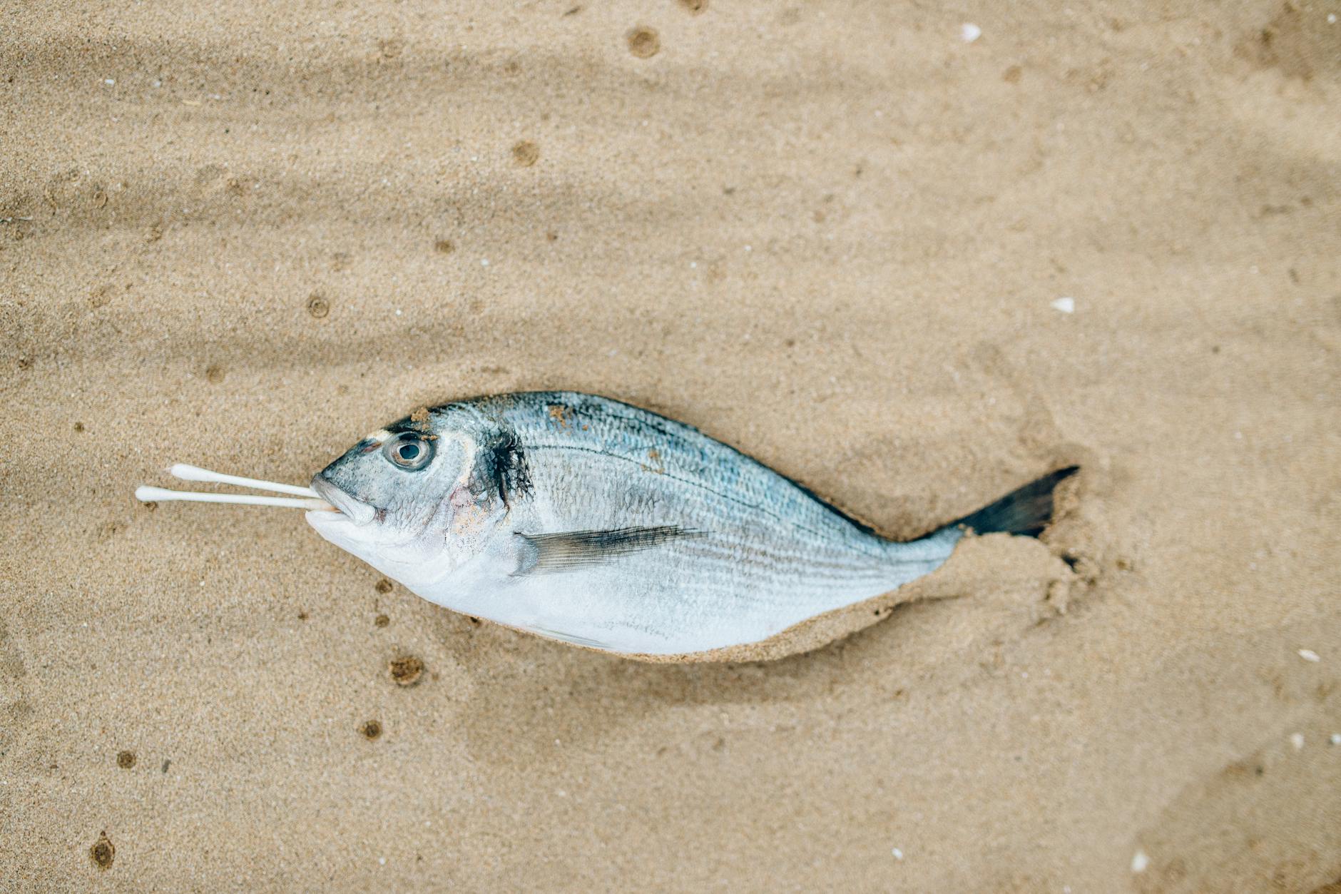 The Mercury Problem — Which Fish to Avoid