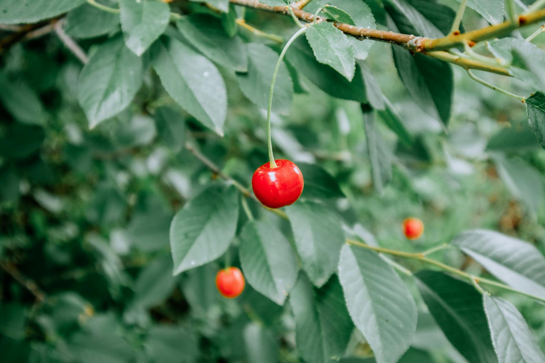 What Are Flavonoids and How Strong Is the Evidence for Dementia Prevention?