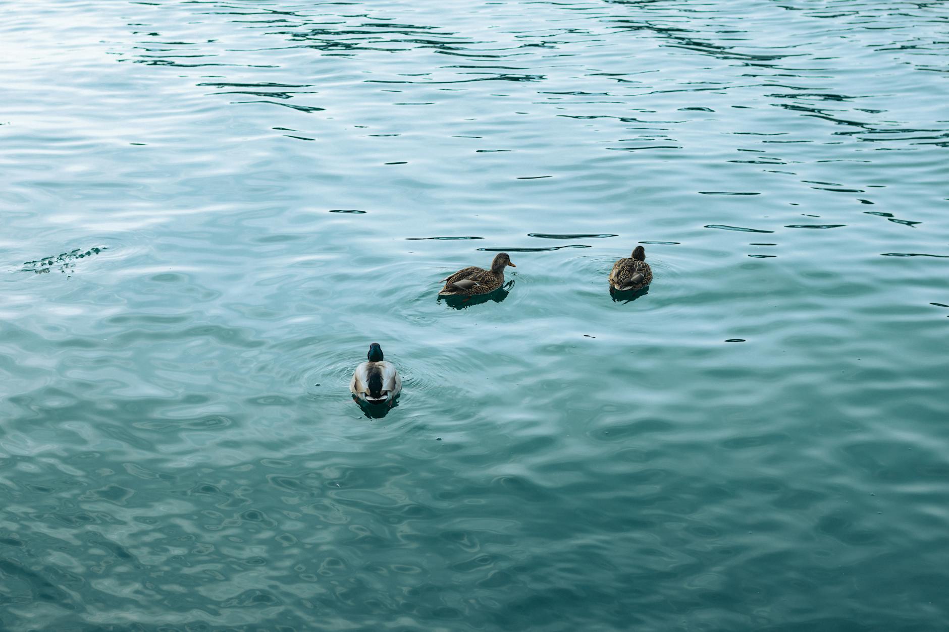 What Are the Different Risk Categories for Pressure Cushion Selection?