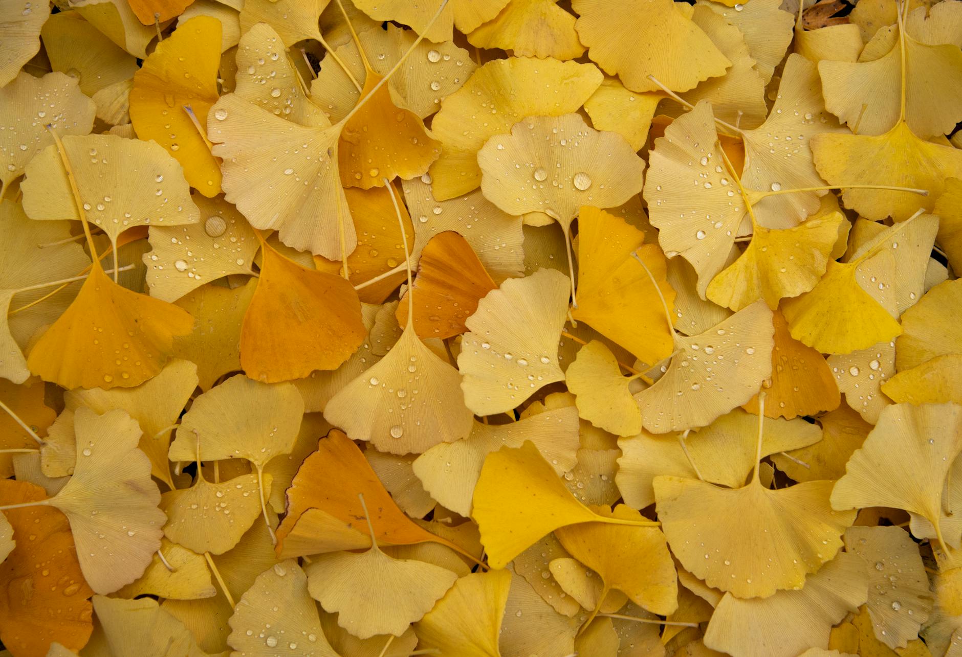 What Did the Largest Ginkgo Biloba Dementia Prevention Trials Actually Find?