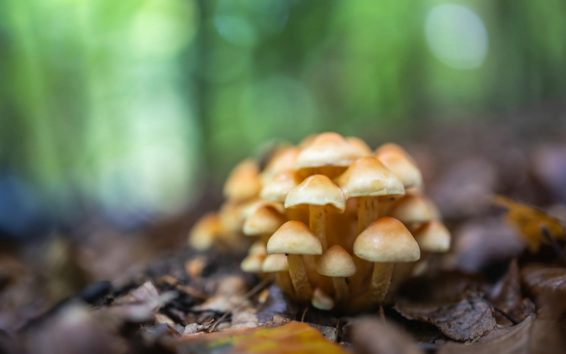 What Role Do Stem Cells Play in Dementia Research?