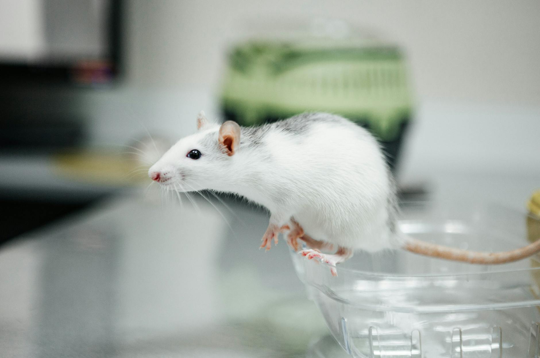 What Tau PET Reveals — and Why Researchers Consider It the Best Predictor of Decline