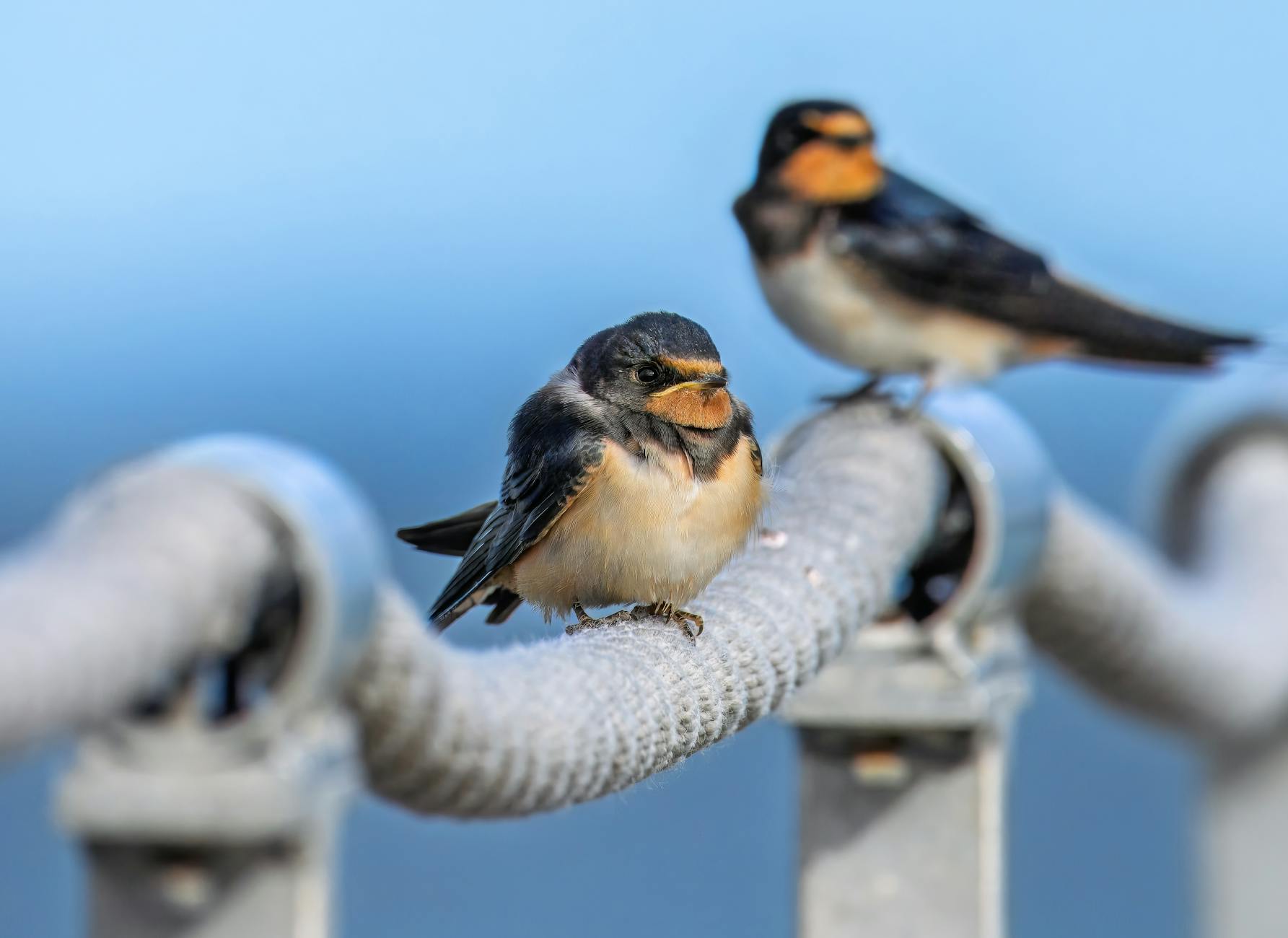 When Do Swallowing Difficulties Start in Dementia, and How Fast Do They Progress?