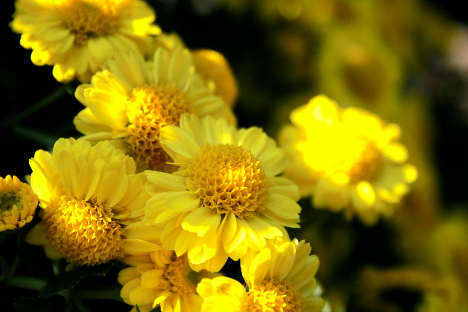 Why Do Raised Garden Beds Help People With Dementia?