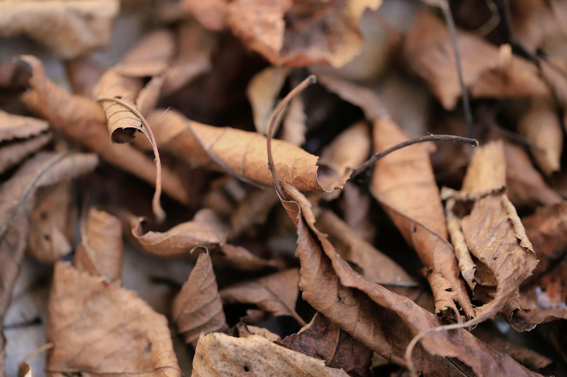 Why Does Alzheimer's Change How People See Chair Cushion Colors?