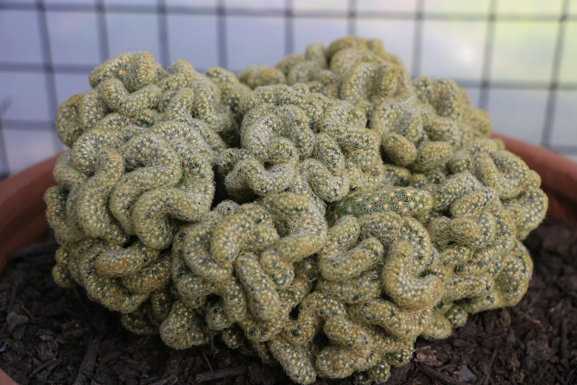 Why Does Your Brain Need Choline-Rich Foods to Function?