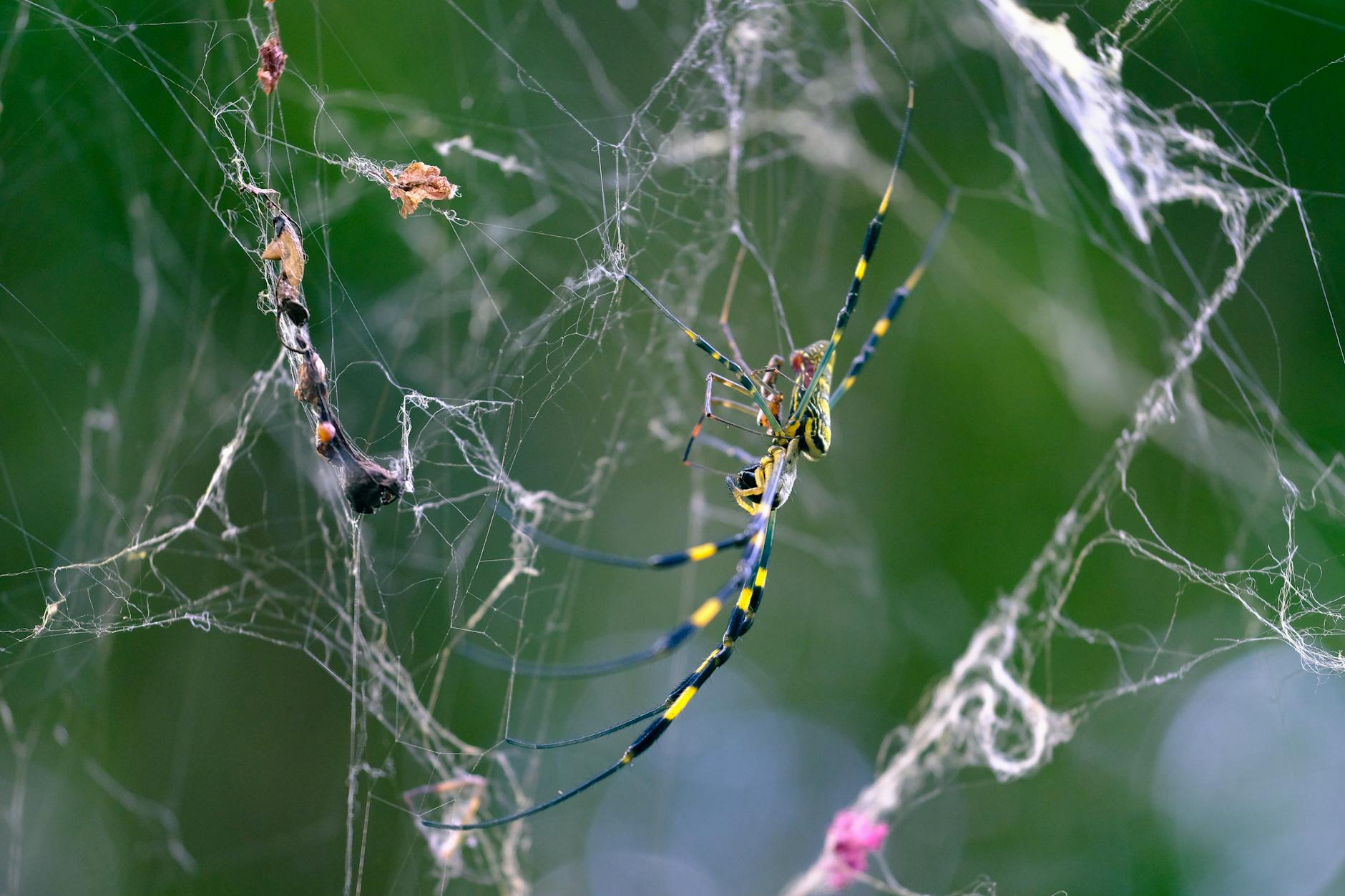 Are Joro Spiders Actually Dangerous to Humans?