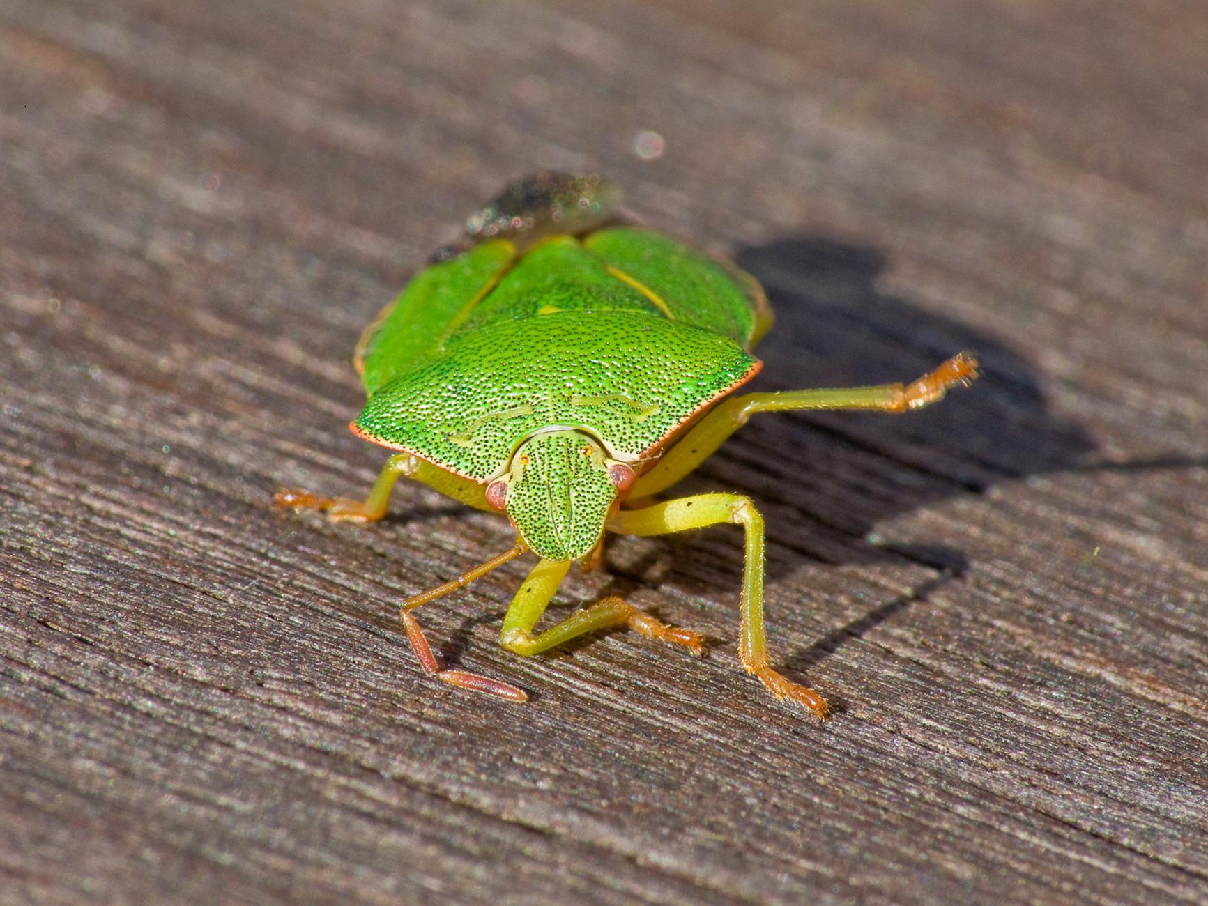 Bird-Dog and Dead Bug Variations for Cross-Body SI Stabilization