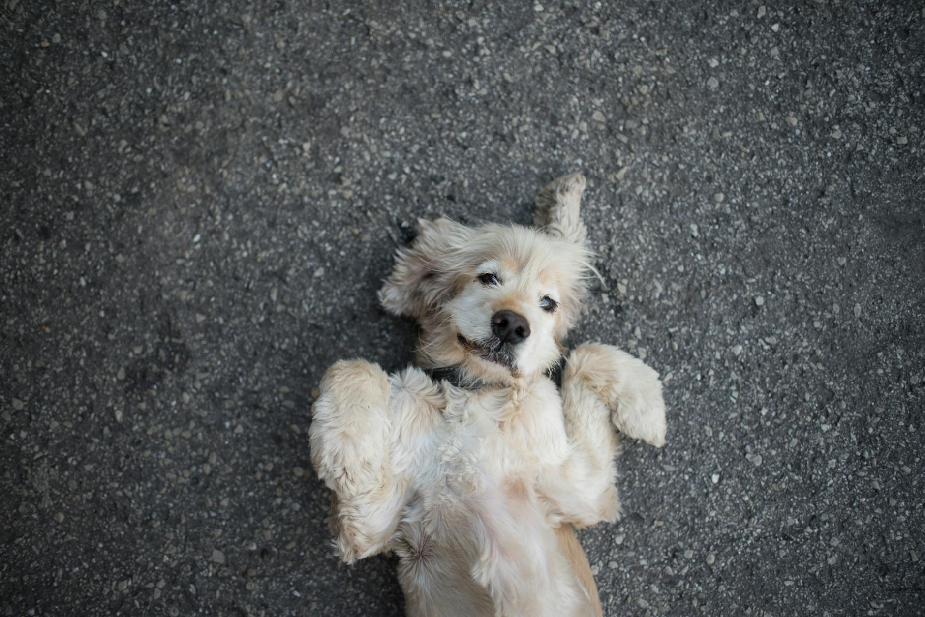 Bird-Dog and Partial Crunches for Core Stabilization