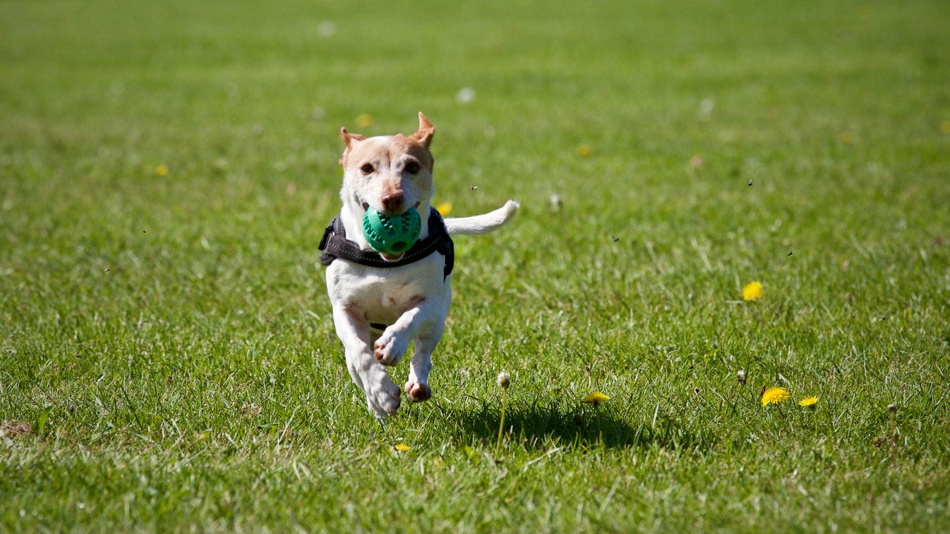 Bird Dog Exercise for Cross-Body Stability and Proprioception