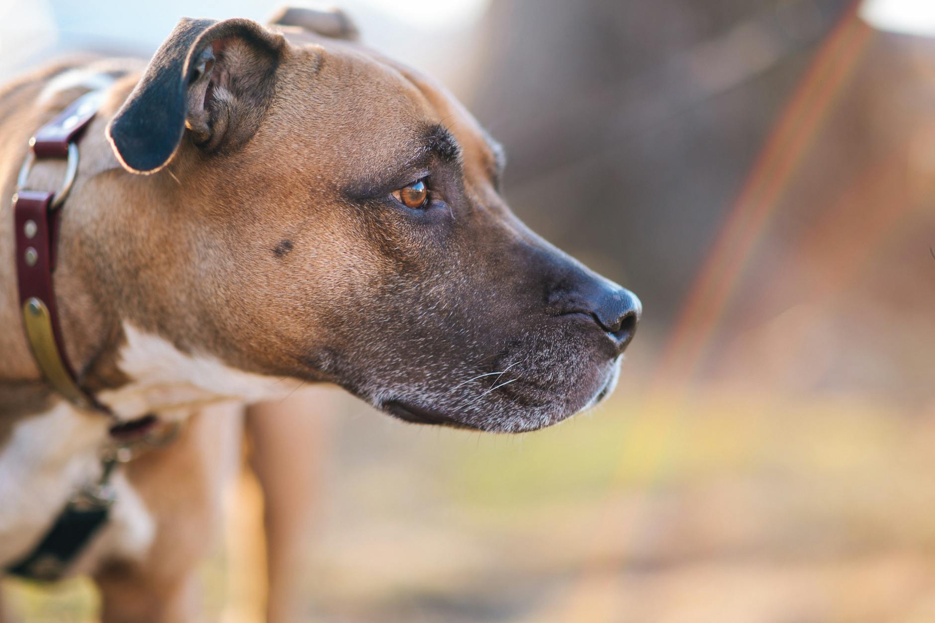 Bird Dogs and Quadruped Shoulder Taps—Building Cross-Body Stability