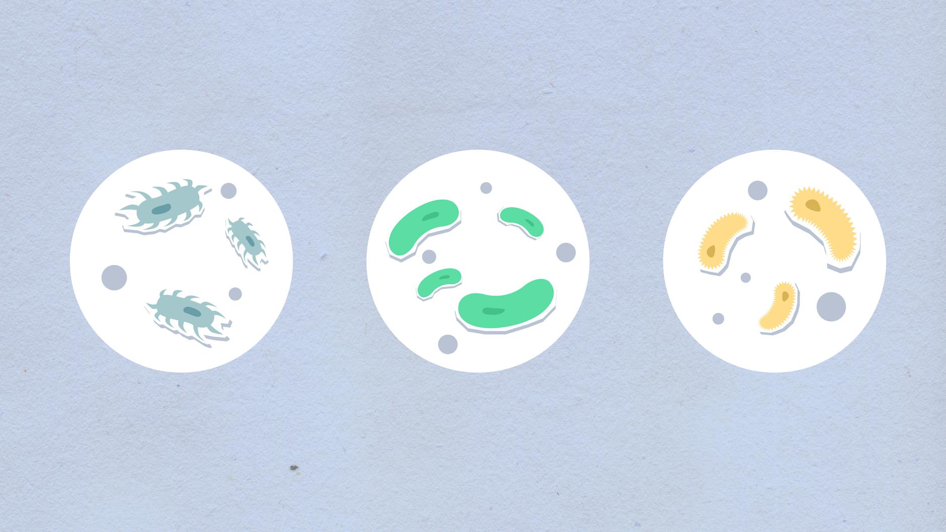 Blue Light Wavelengths and Bacterial Targeting