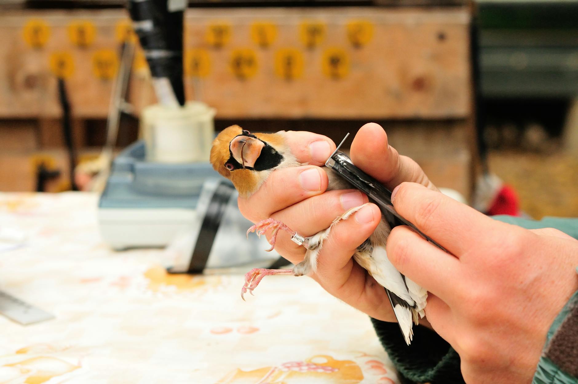 Clinical Research on Bird Dogs and Lower Back Pain Management