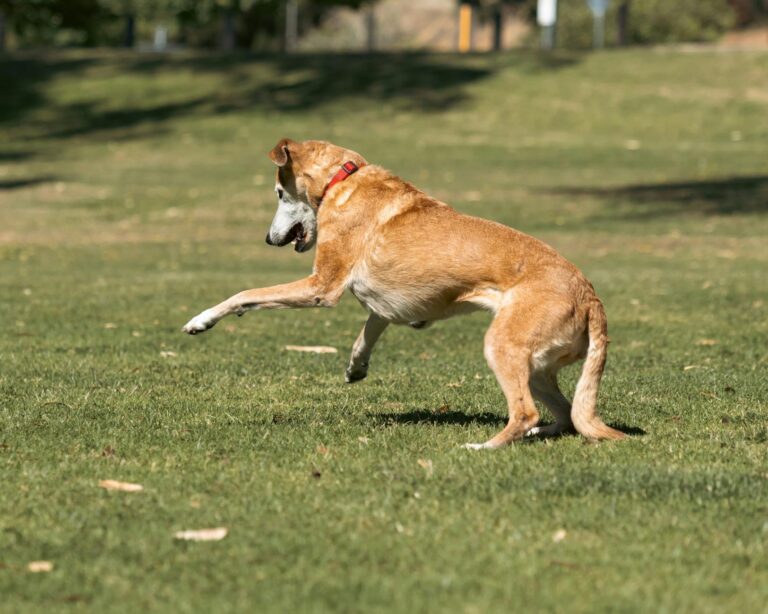 How Bird Dog Strengthens the Deep Core Muscles - Featured image