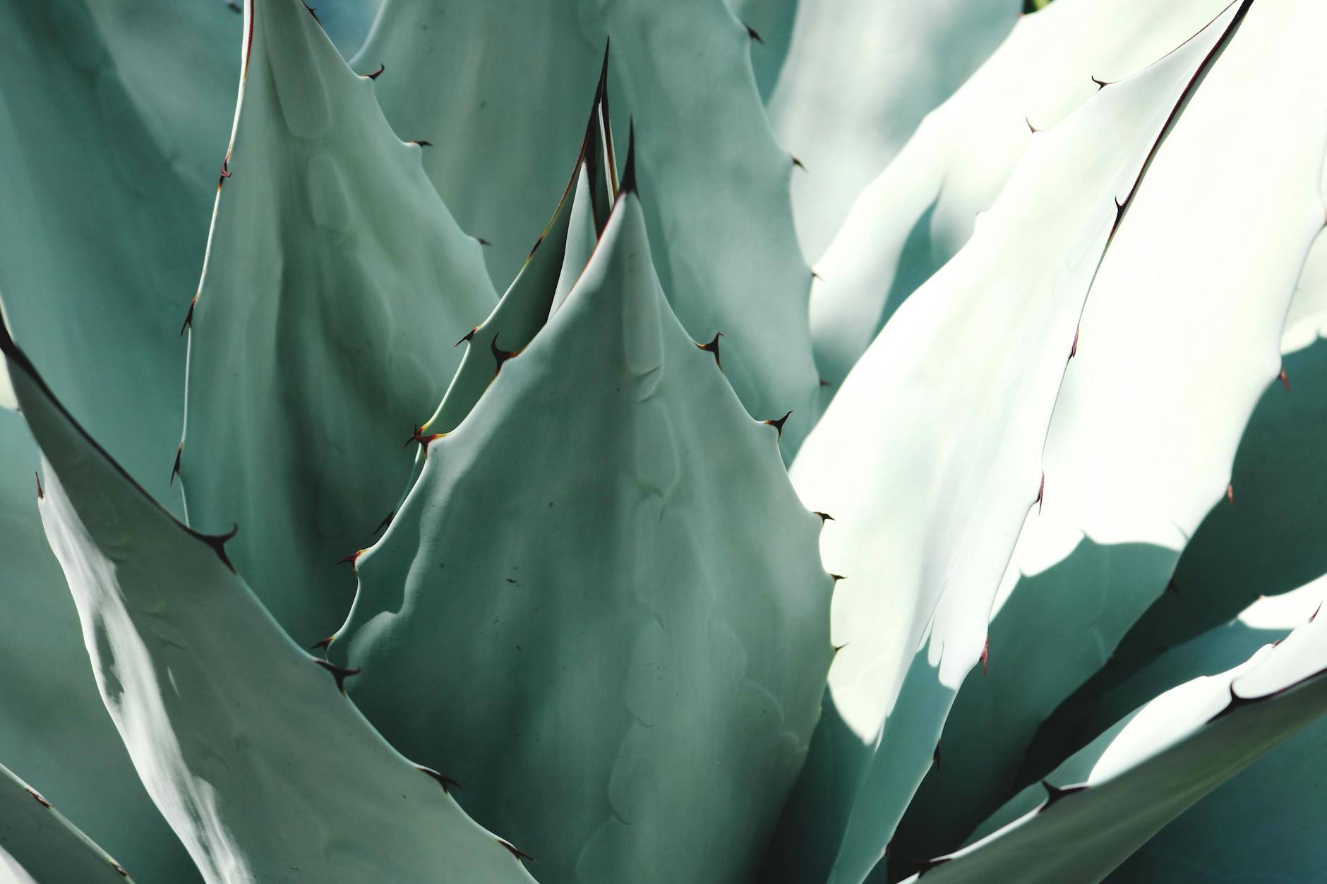 How Do Plant-Derived Compounds Attack Alzheimer's Disease at the Molecular Level?