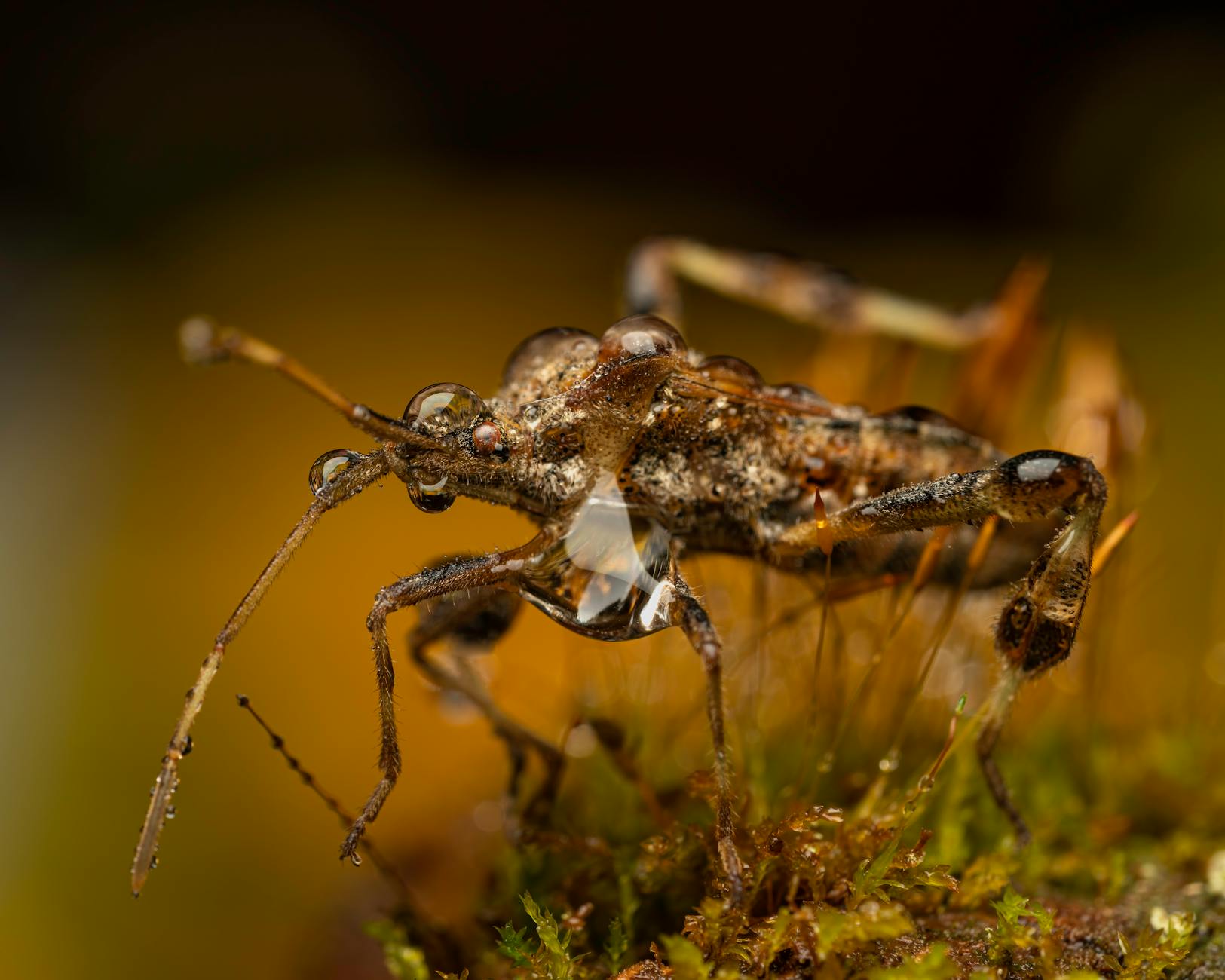 How Do Tirzepatide and Semaglutide Actually Work Differently in the Body?