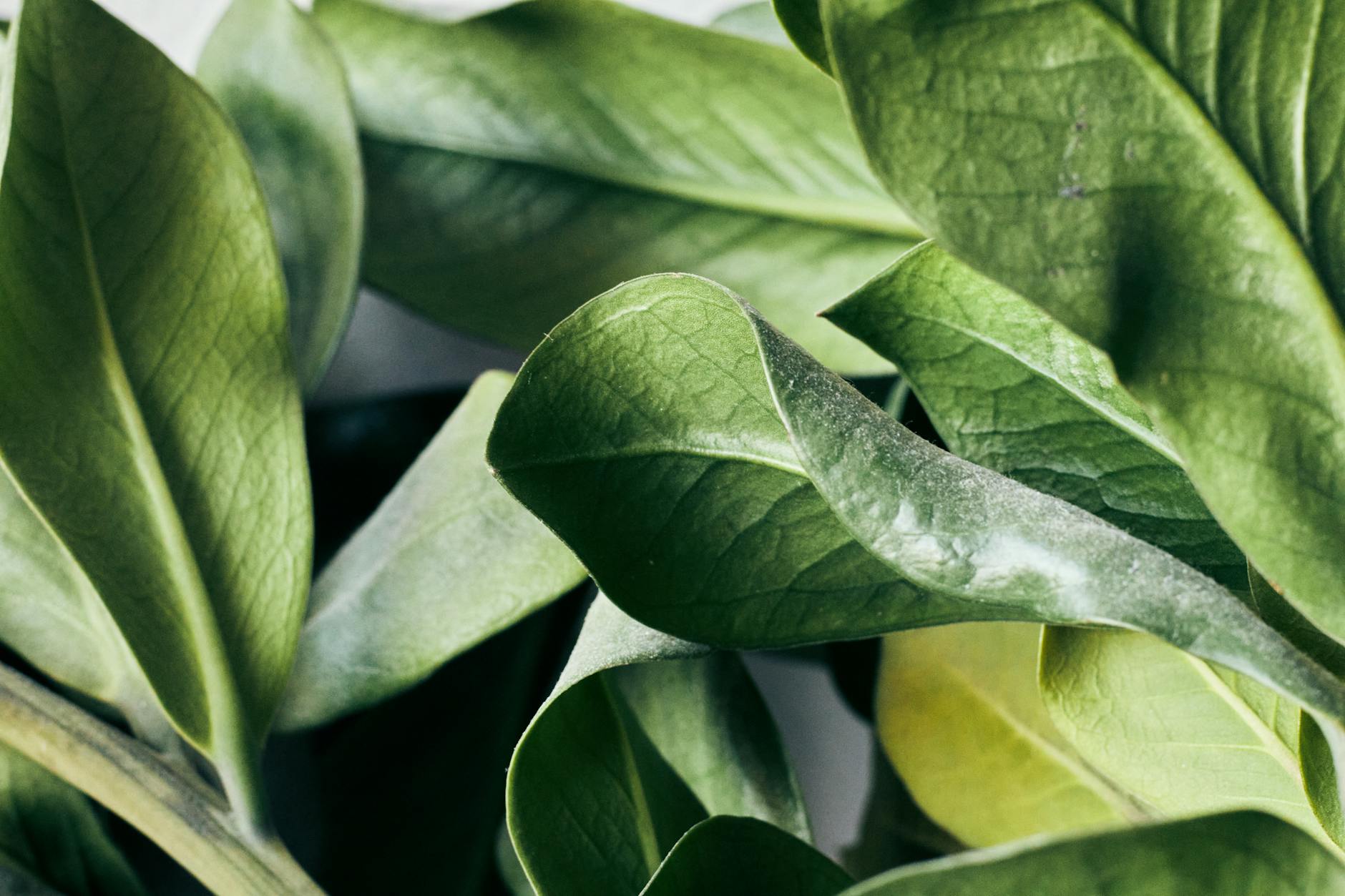 How Does Benzoyl Peroxide Kill the Bacteria Behind Breakouts?