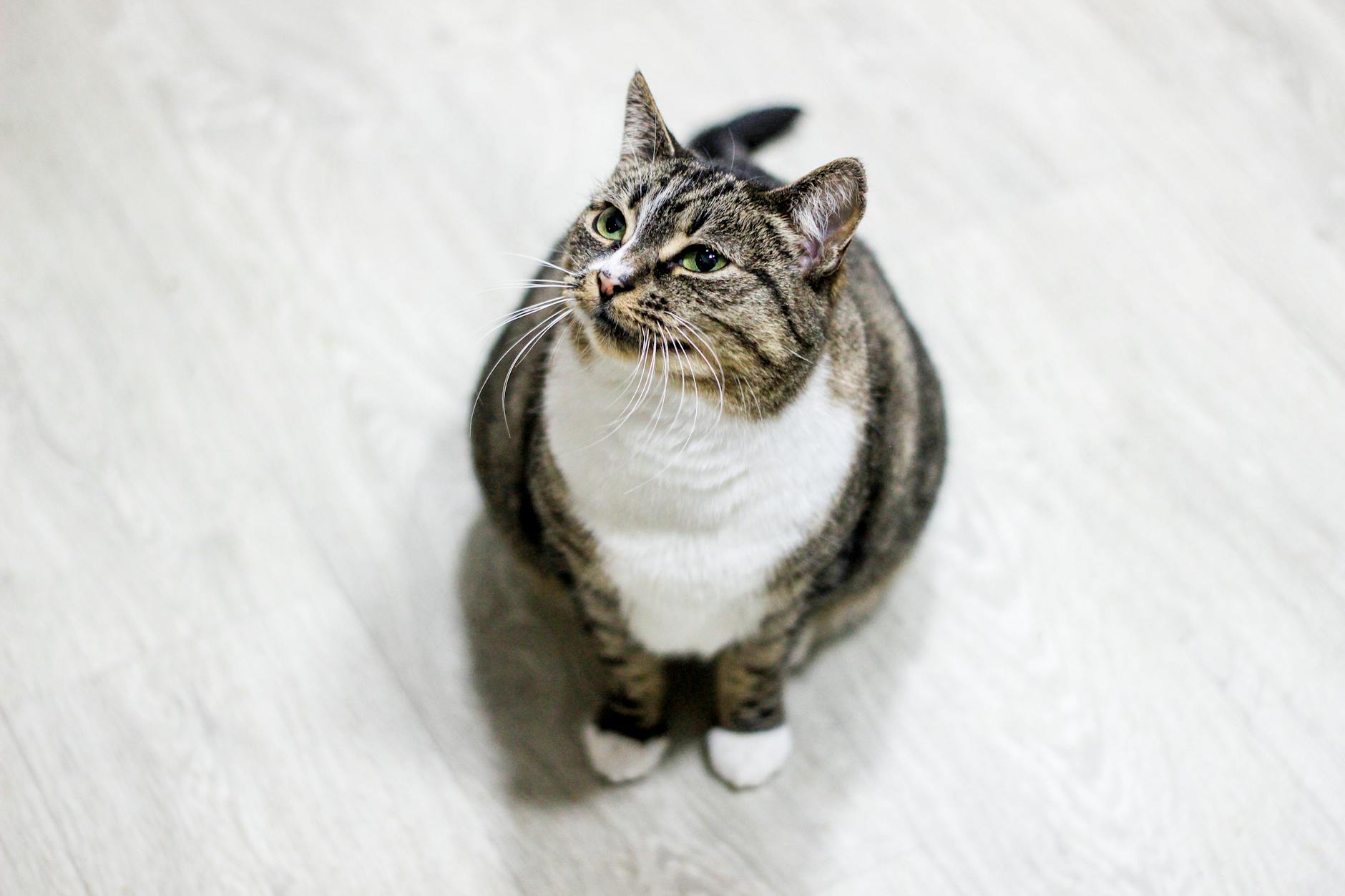 How Does Prolonged Sitting Damage the Lumbar Spine Over Time?