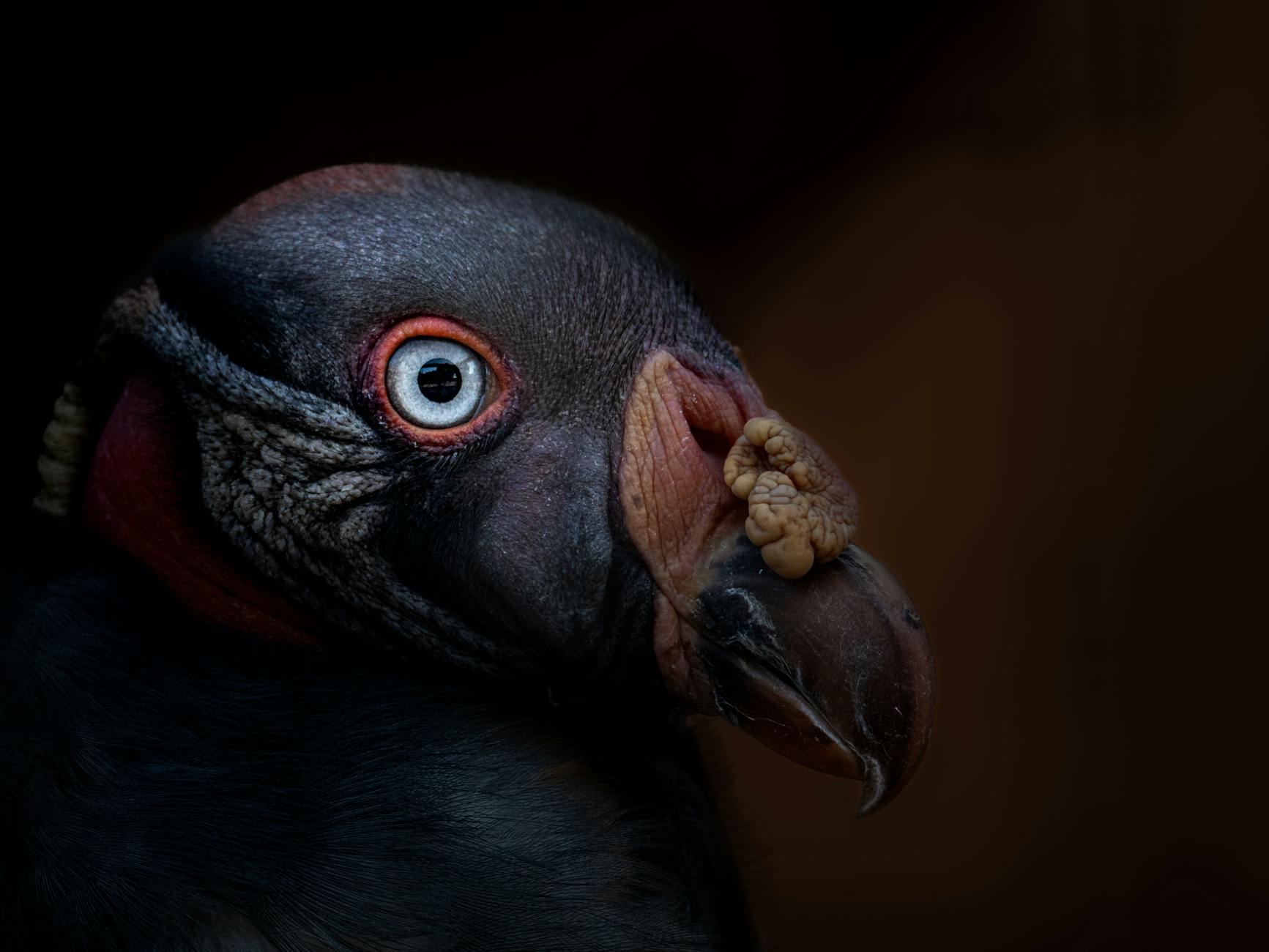 How Does Rectal Indomethacin Reduce Pancreatitis Risk After ERCP?