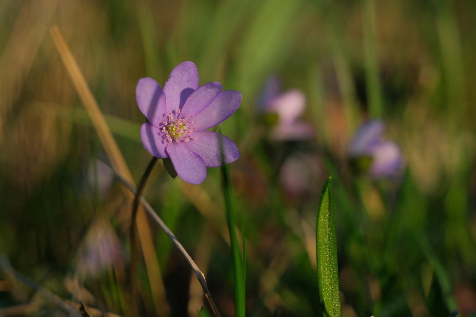 How Does the New Hepatitis C Cure Work in Just 8 Weeks?