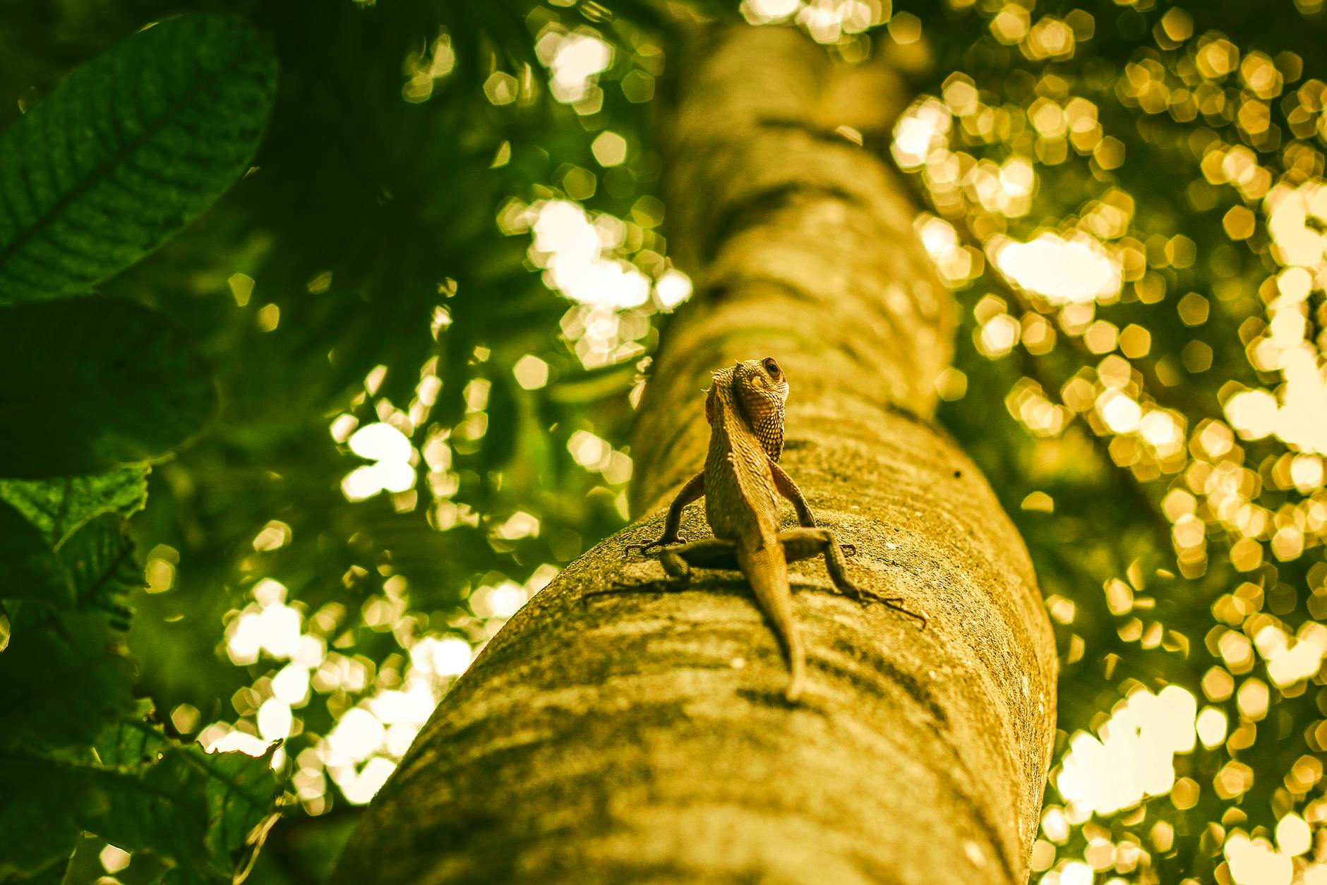 How Effective Is Low-Dose Birth Control Compared to Standard Doses?