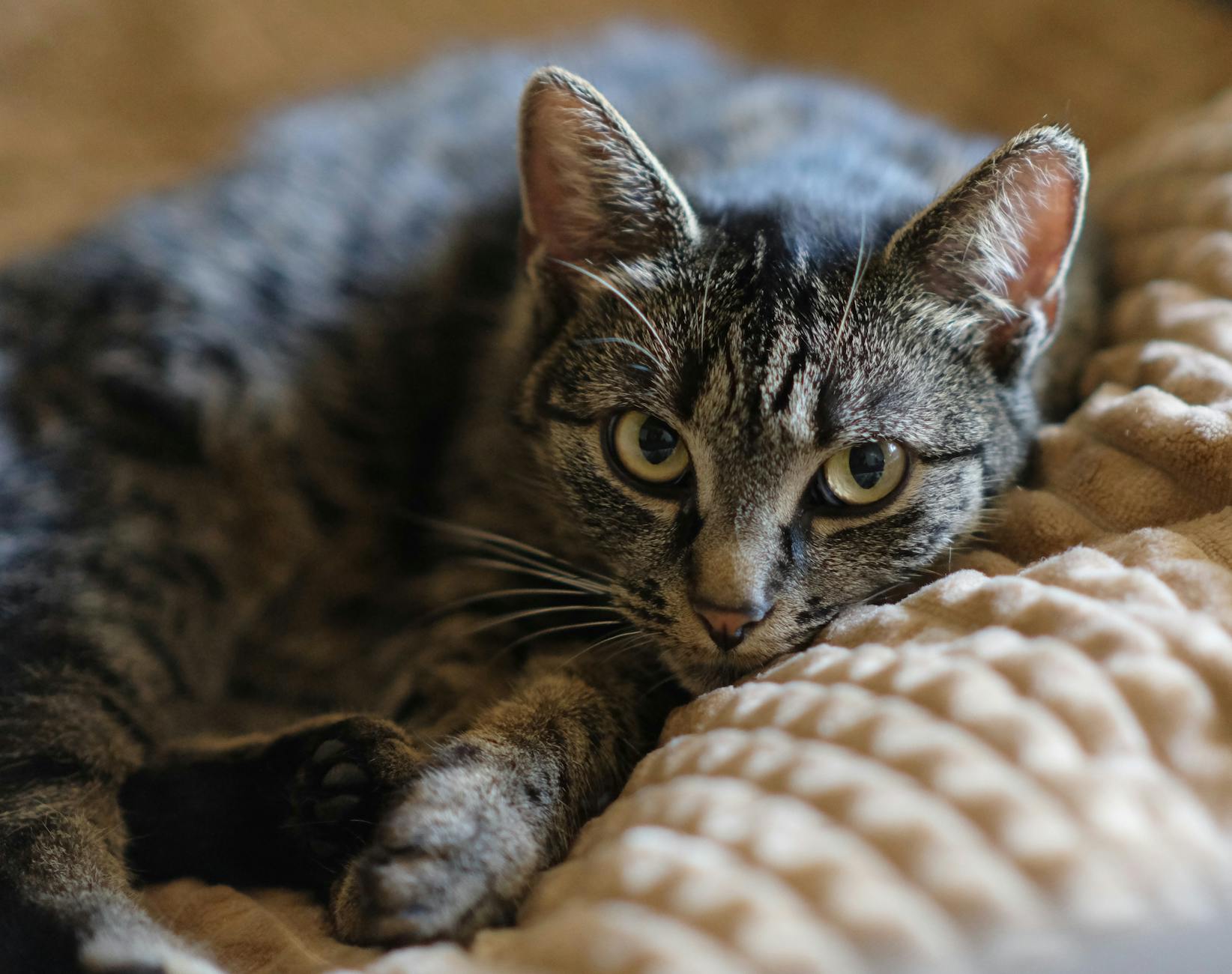 How McKenzie Extensions and Cat-Cow Stretches Restore Spinal Mobility