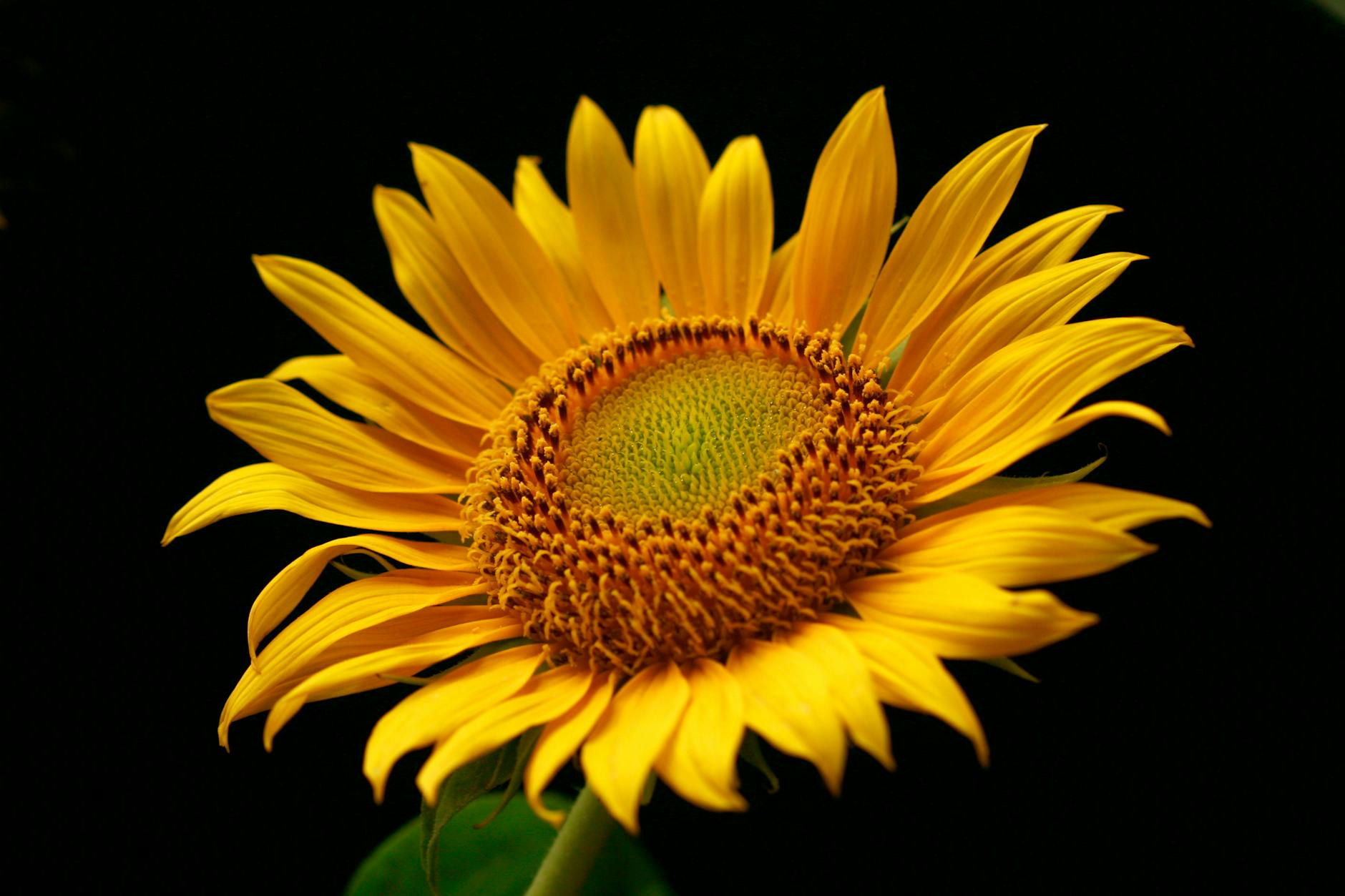 How Much Do Single-Pill HIV Drugs Actually Cost — And Who Pays What?