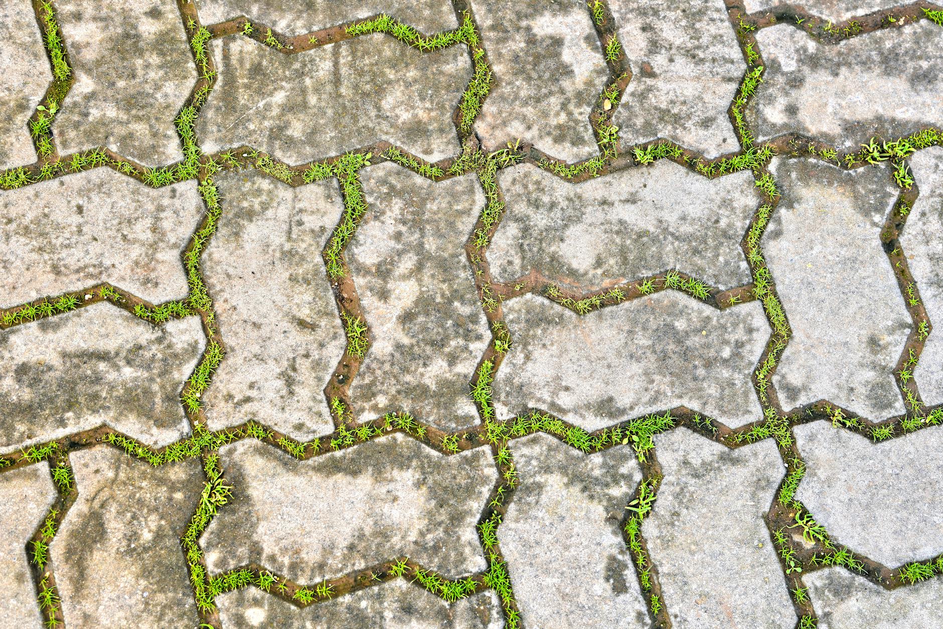 How Multiple Pathways Target and Remove Amyloid Plaques