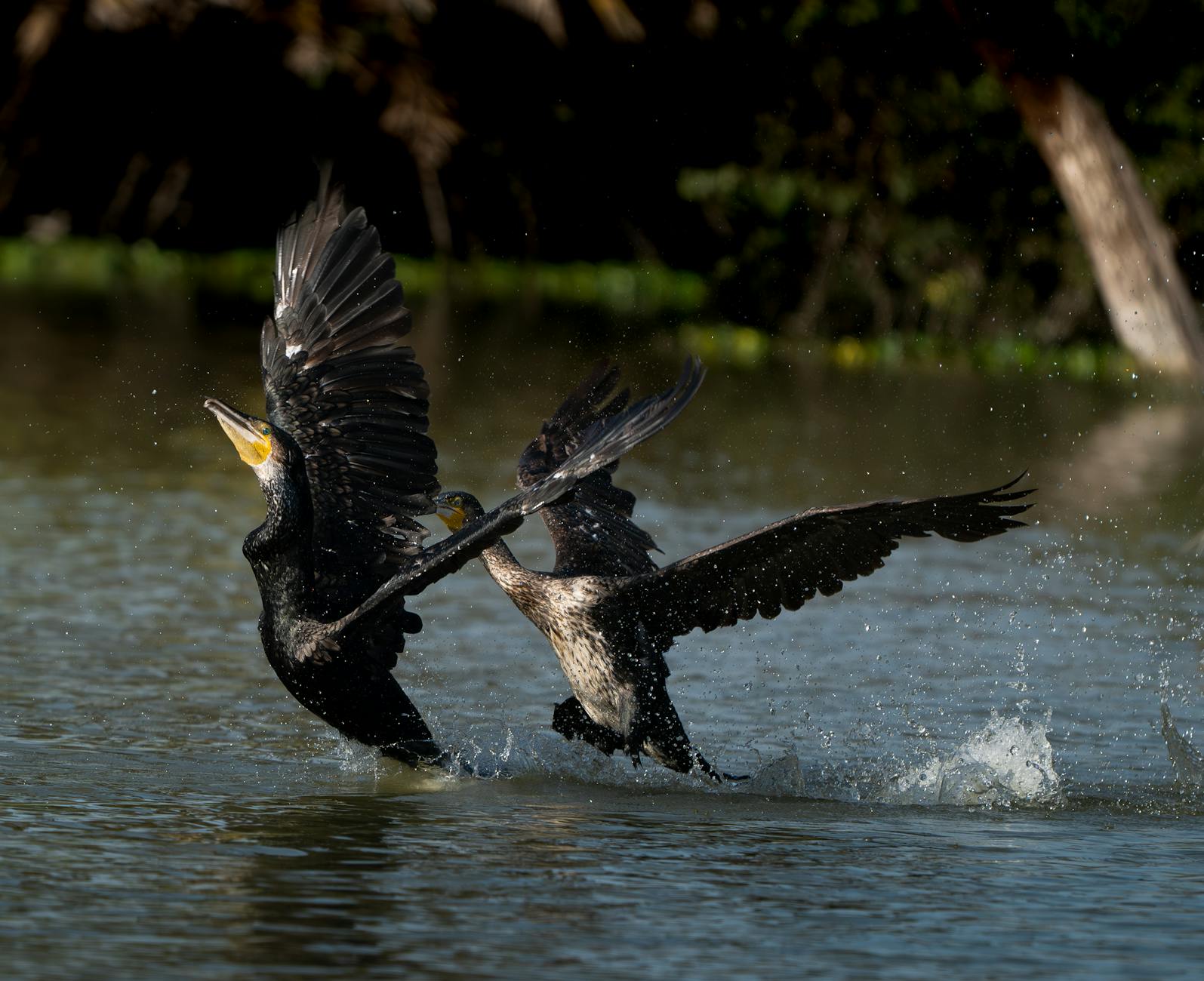 Intermediate Control Movements—Bird Dogs and Planks