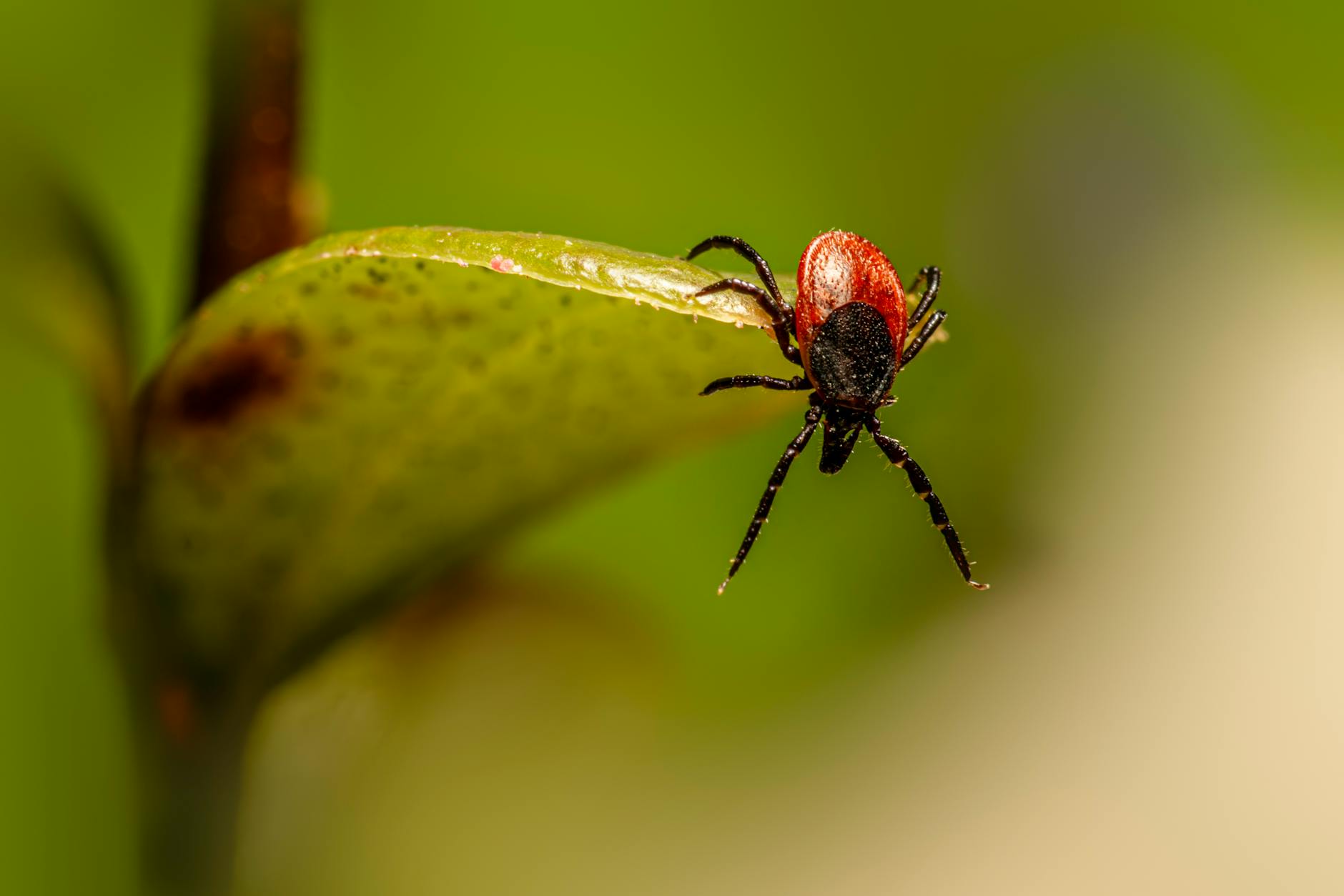 Lyme Disease and the Brain — Why Prevention Is a Cognitive Health Issue