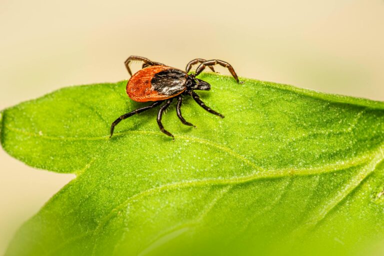 Lyme Disease Treatment: When the Standard 3 Weeks of Antibiotics Isn't Enough - Featured image