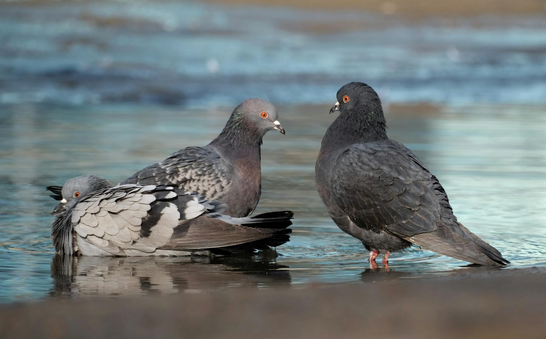 McGill's Big Three — The Bird Dog and Modified Side Plank in Practice