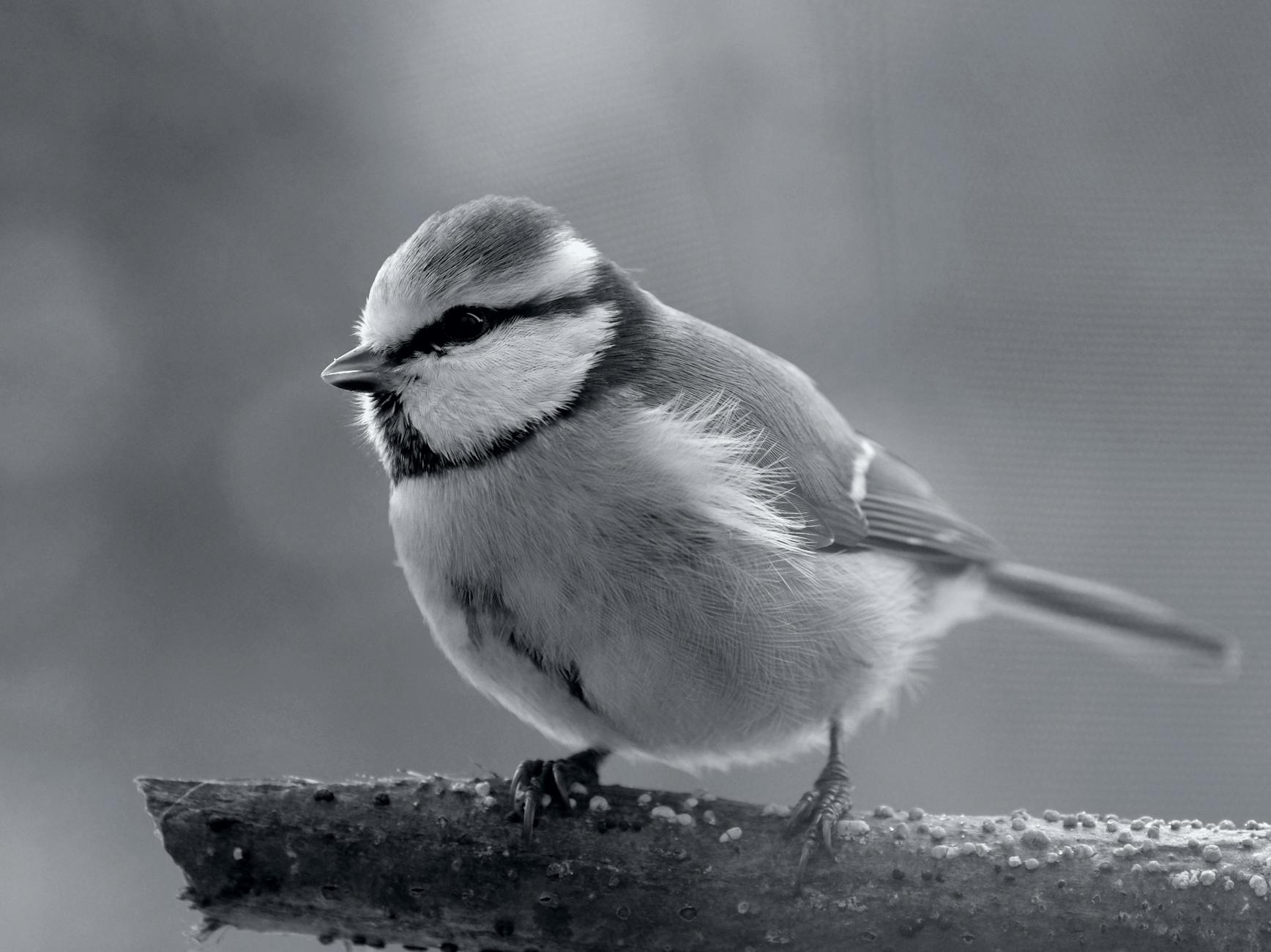 Medical and Expert Validation of the Bird Dog